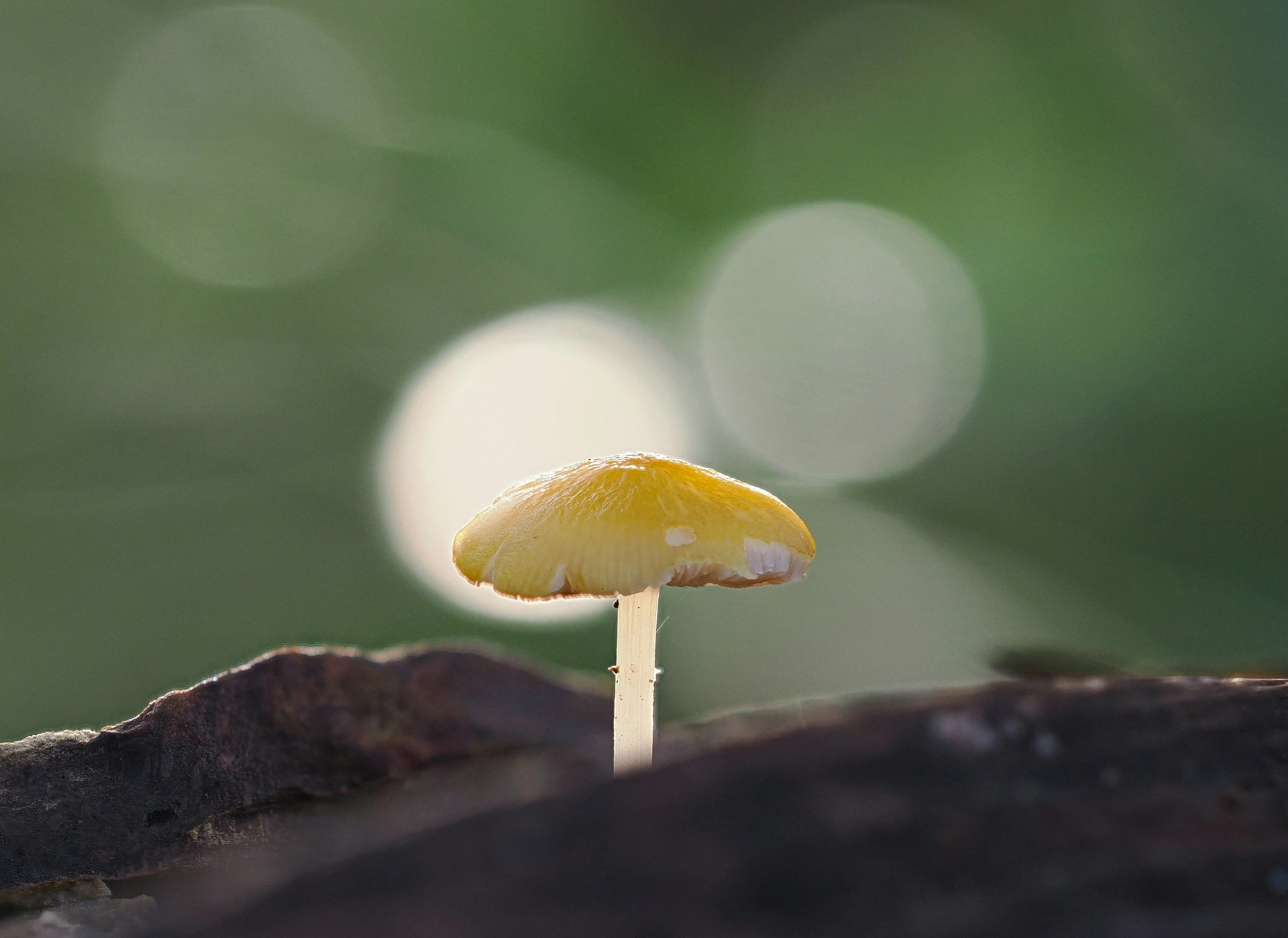A single yellow mushroom on a log