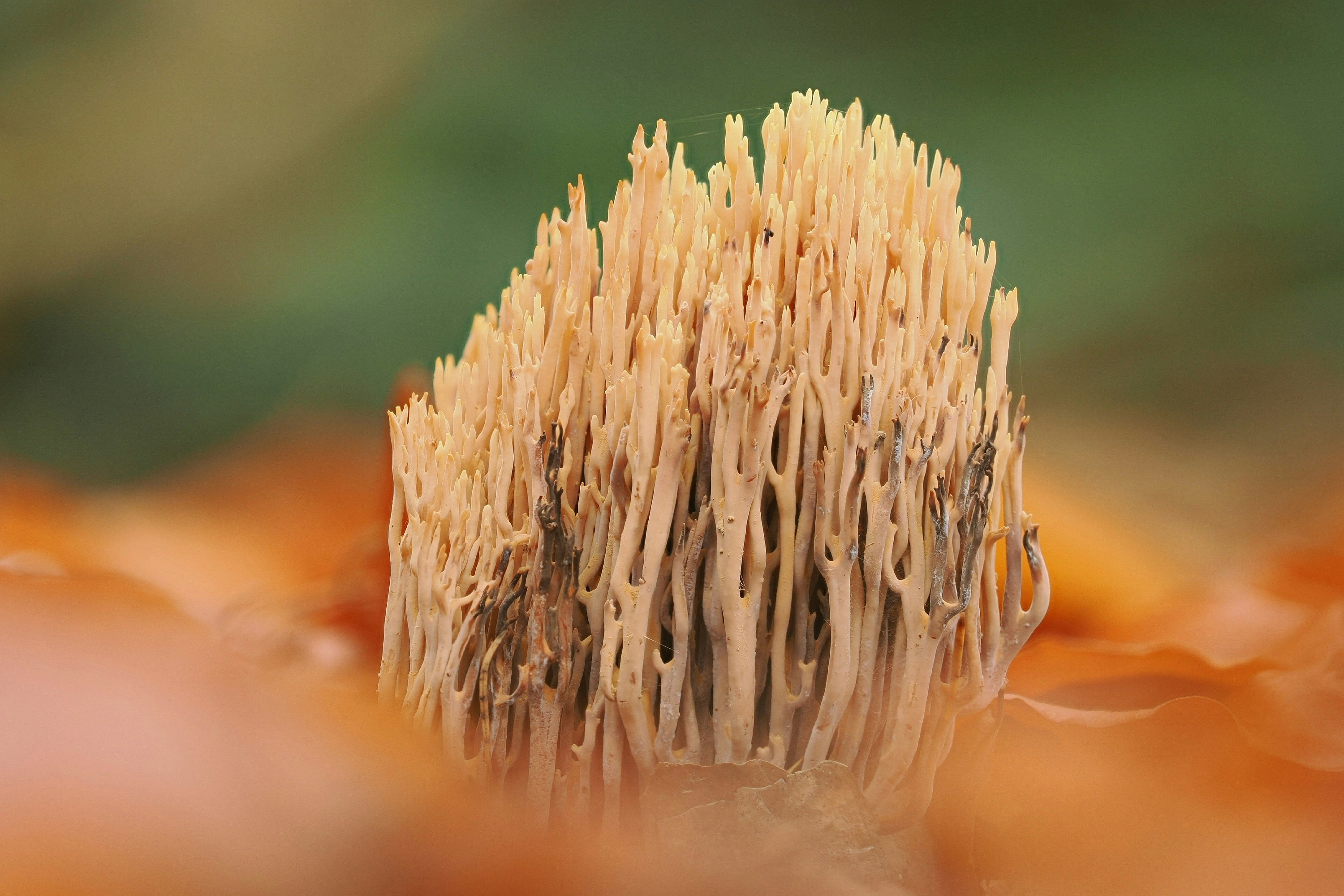 A close-up of a coral fungus on a forest floor