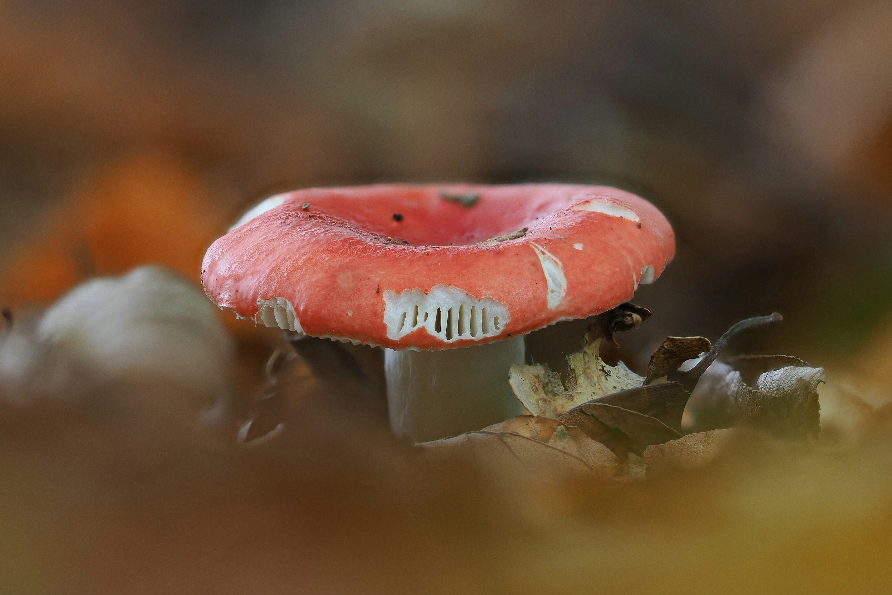 A red mushroom stands among fallen autumn leaves.