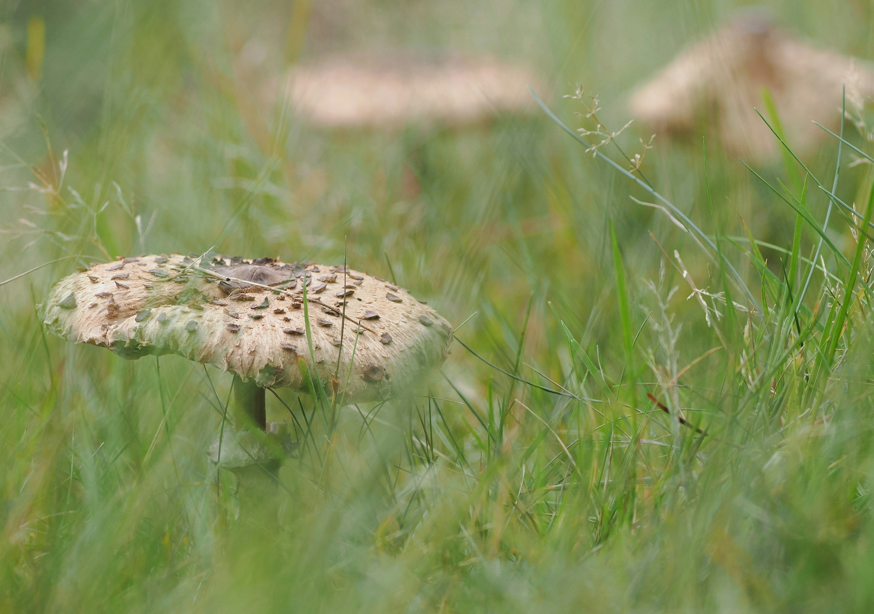 Mushrooms growing in green grass with blurred background.
