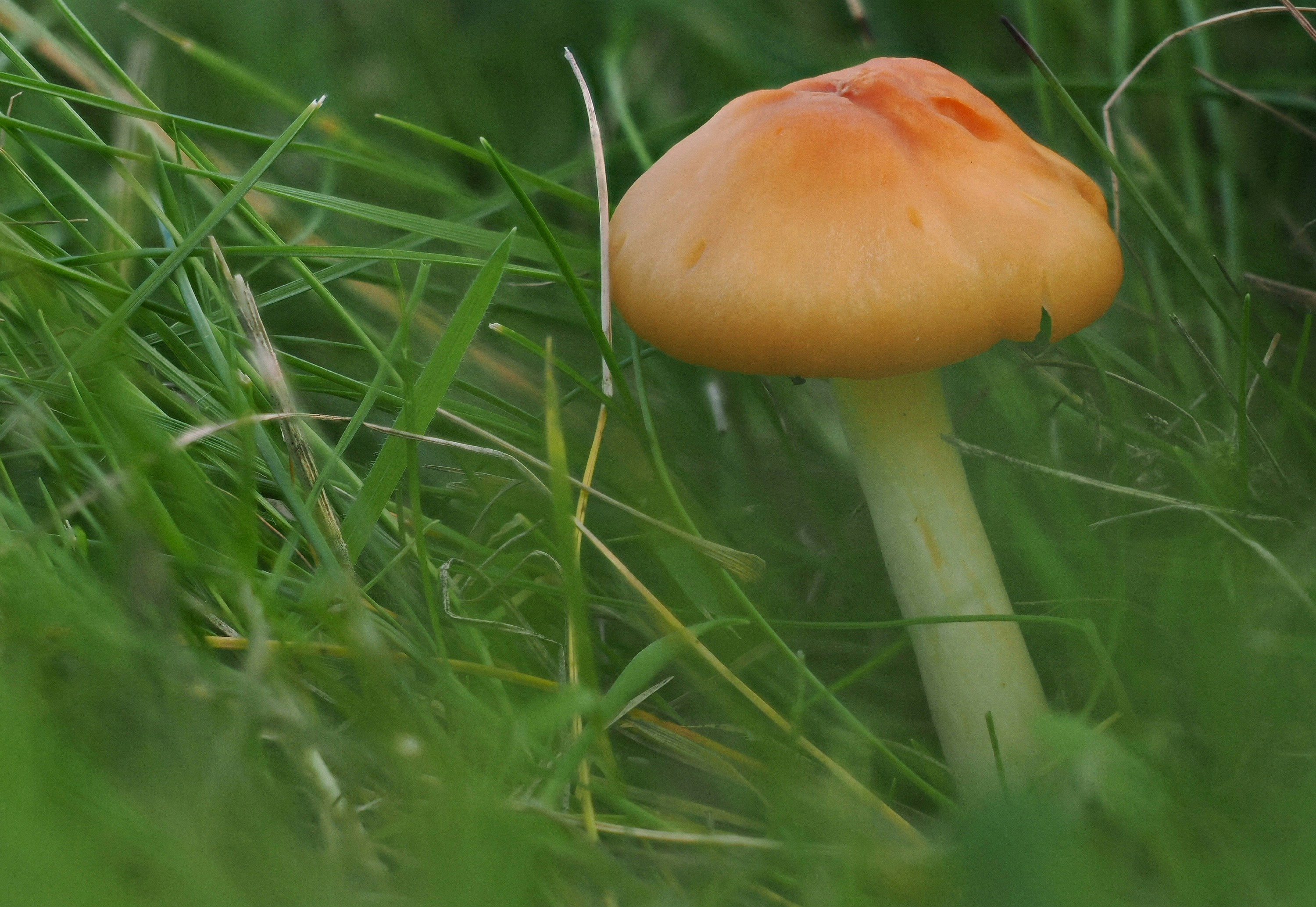 A single orange mushroom growing in green grass.