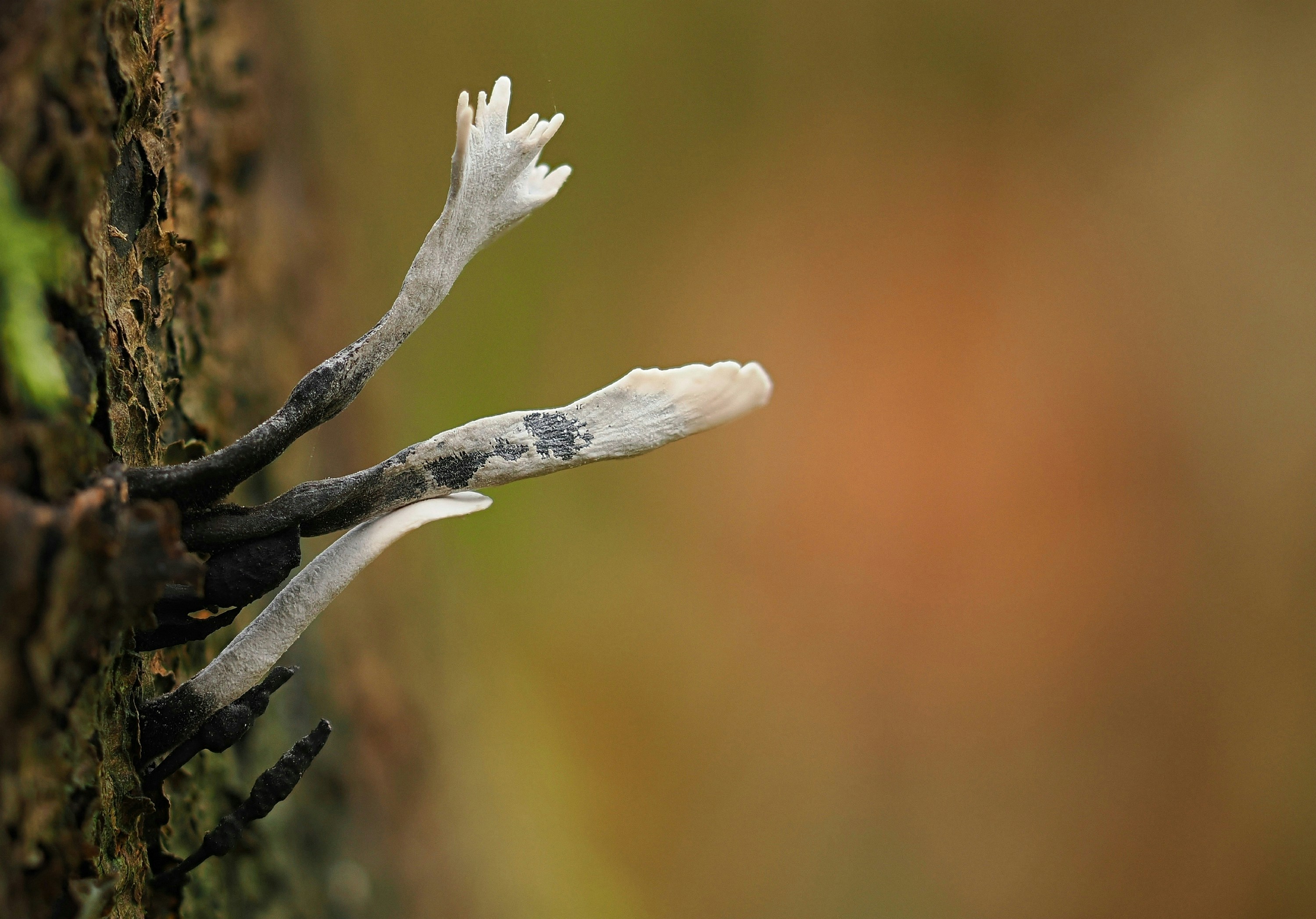 Delicate white fungi growing on tree bark