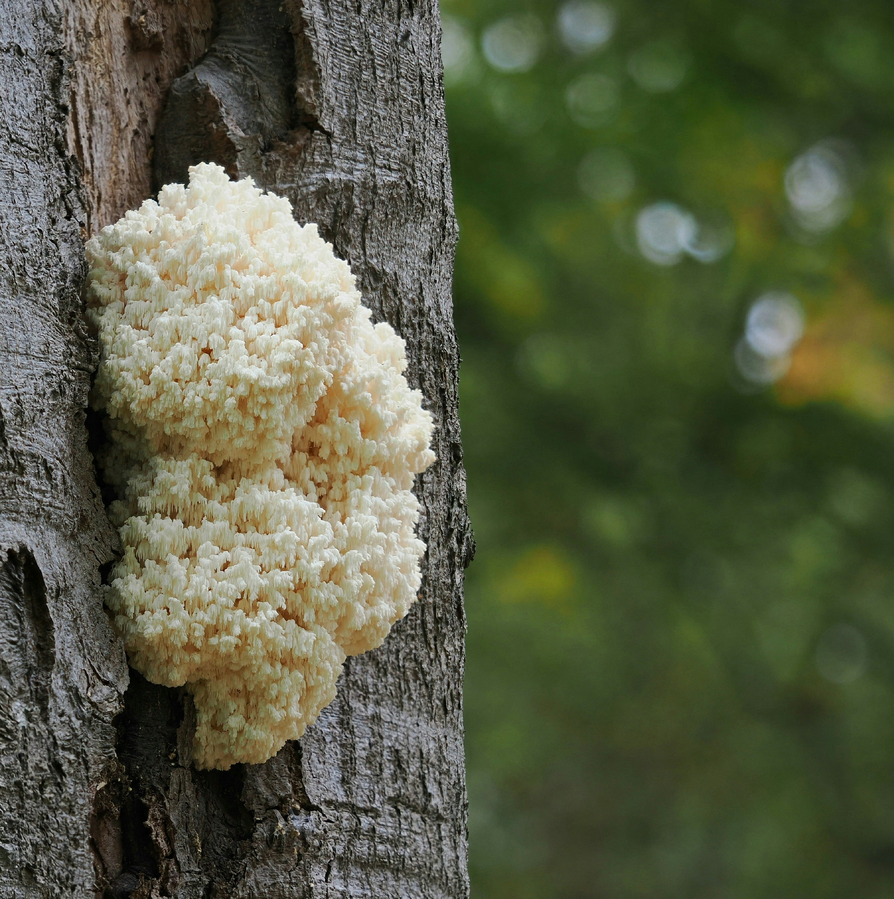 A white coral mushroom grows on a tree.