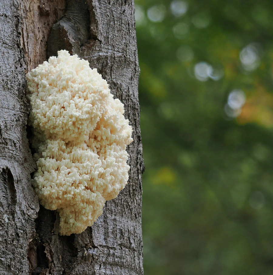 Lion&rsquo;s mane mushroom growing on a tree