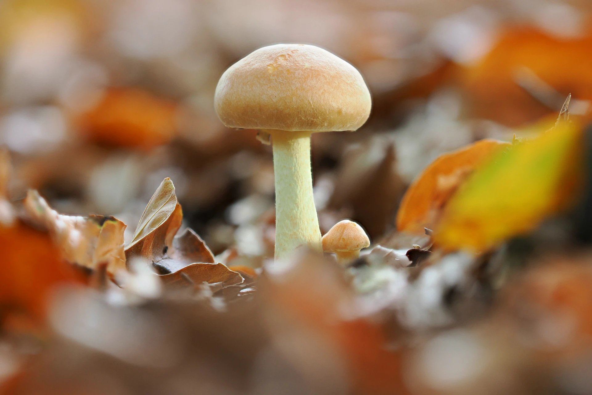 A single mushroom stands among fallen autumn leaves