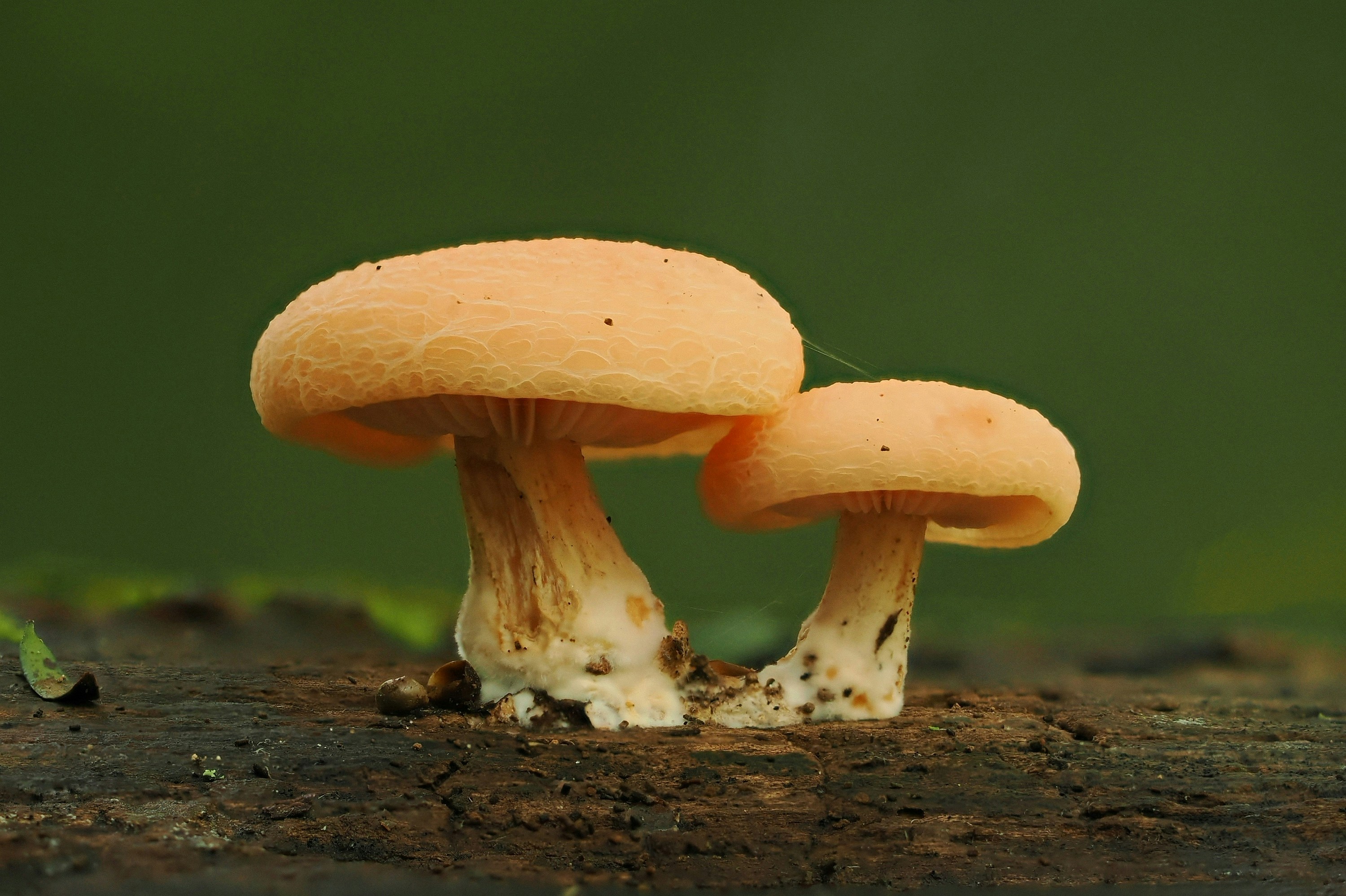 Zwei orangefarbene Pilze, die auf einem Baumstamm wachsen.