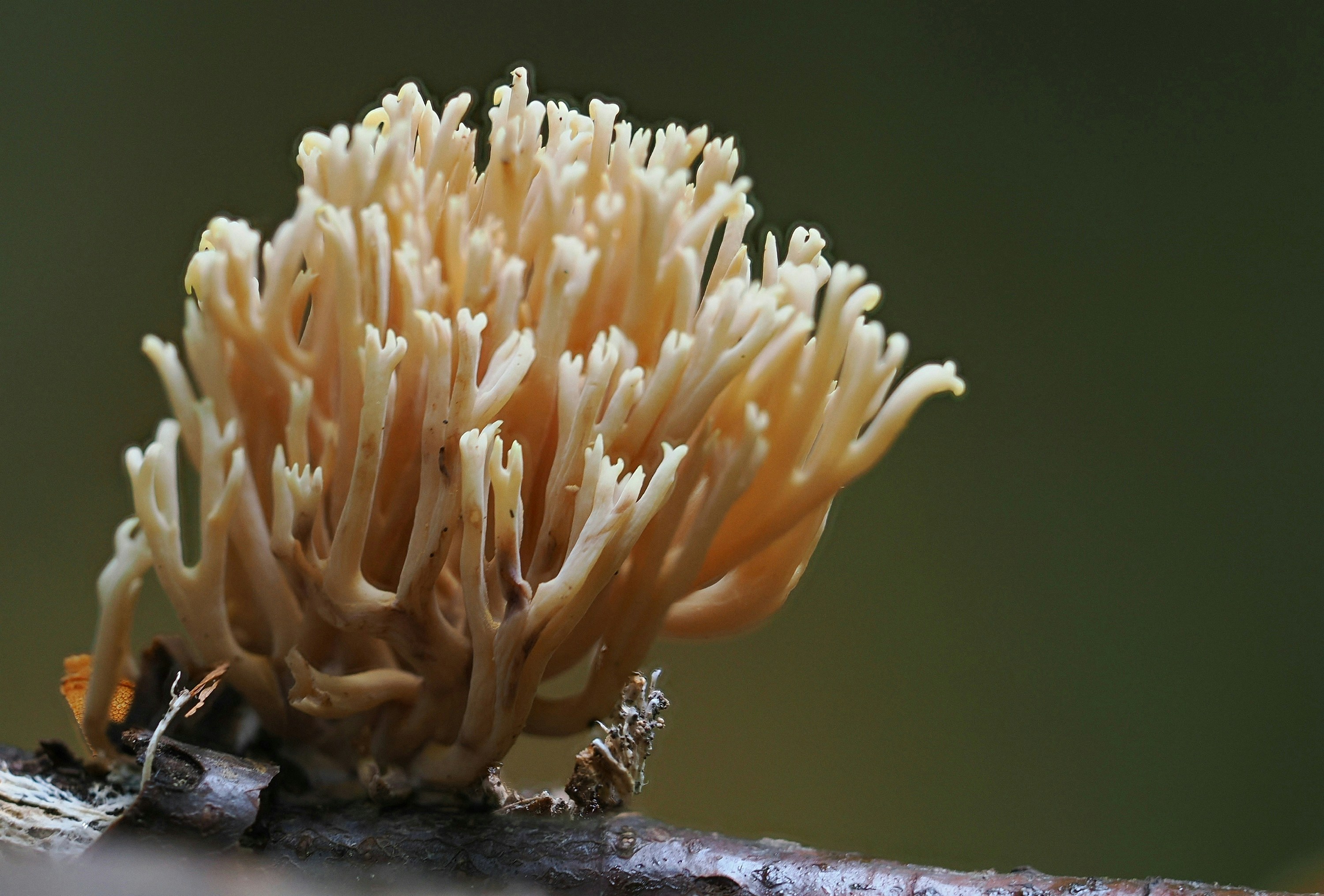 Ophiocordyceps sobolifera