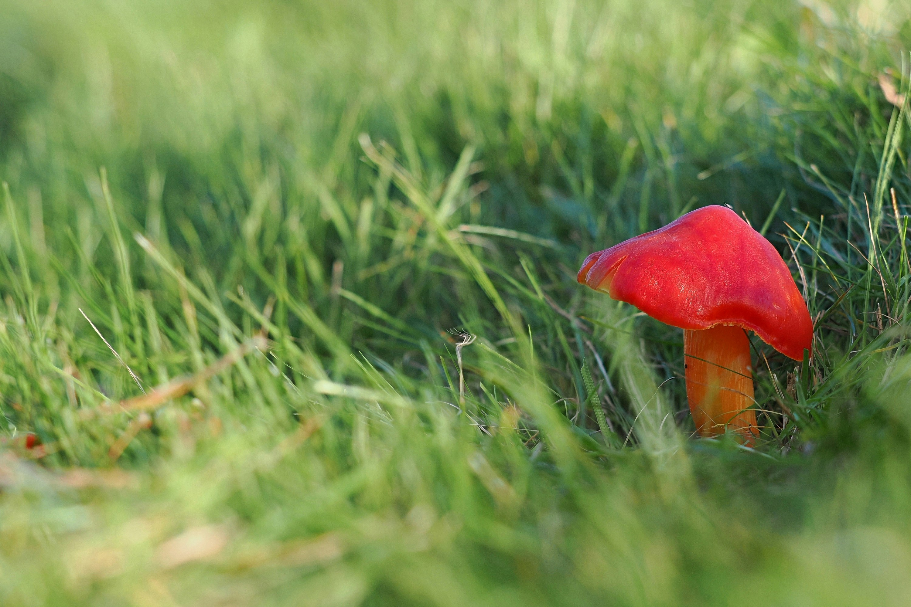 A single red mushroom grows in green grass.