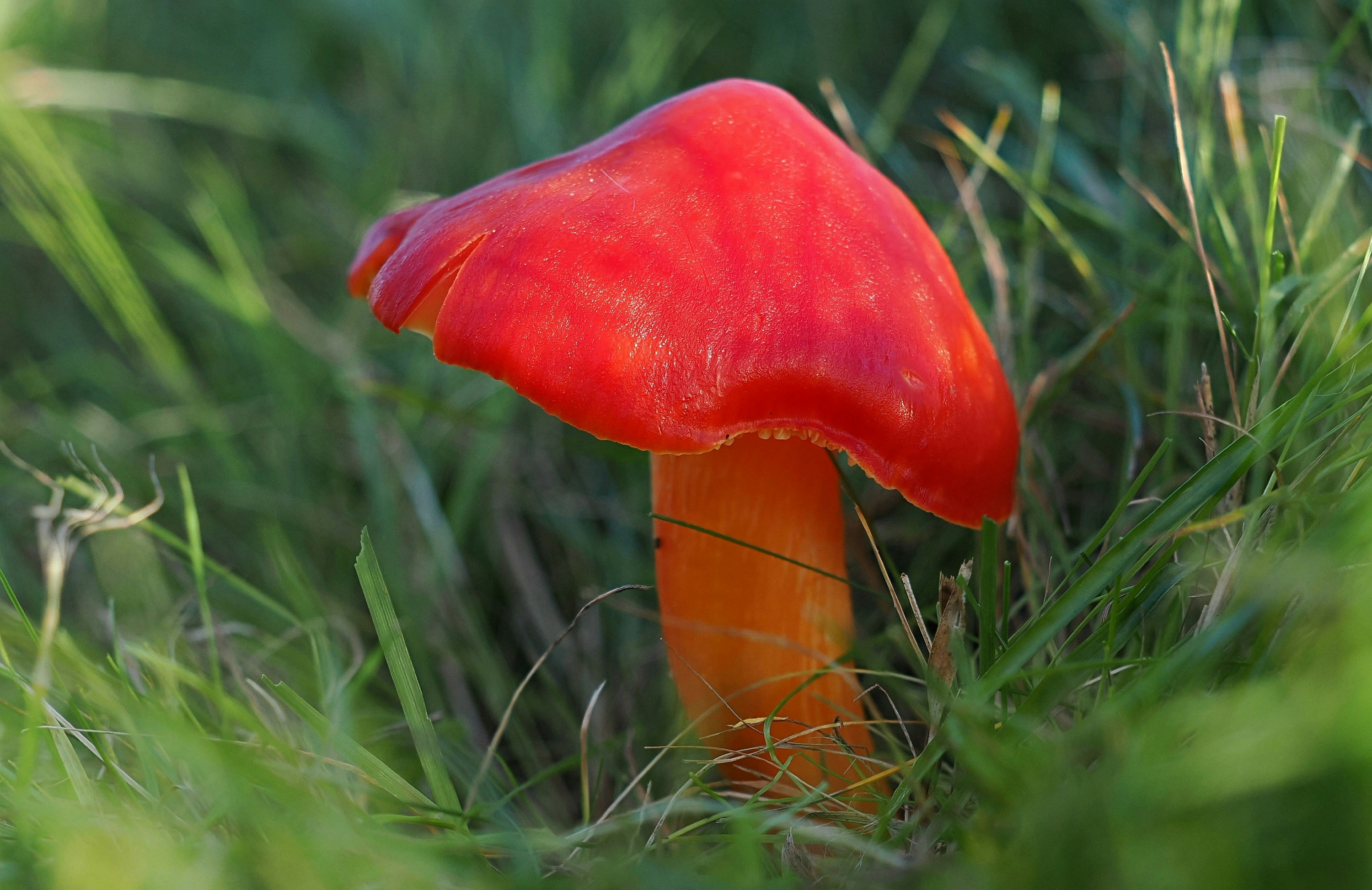 A vibrant red mushroom grows in green grass.