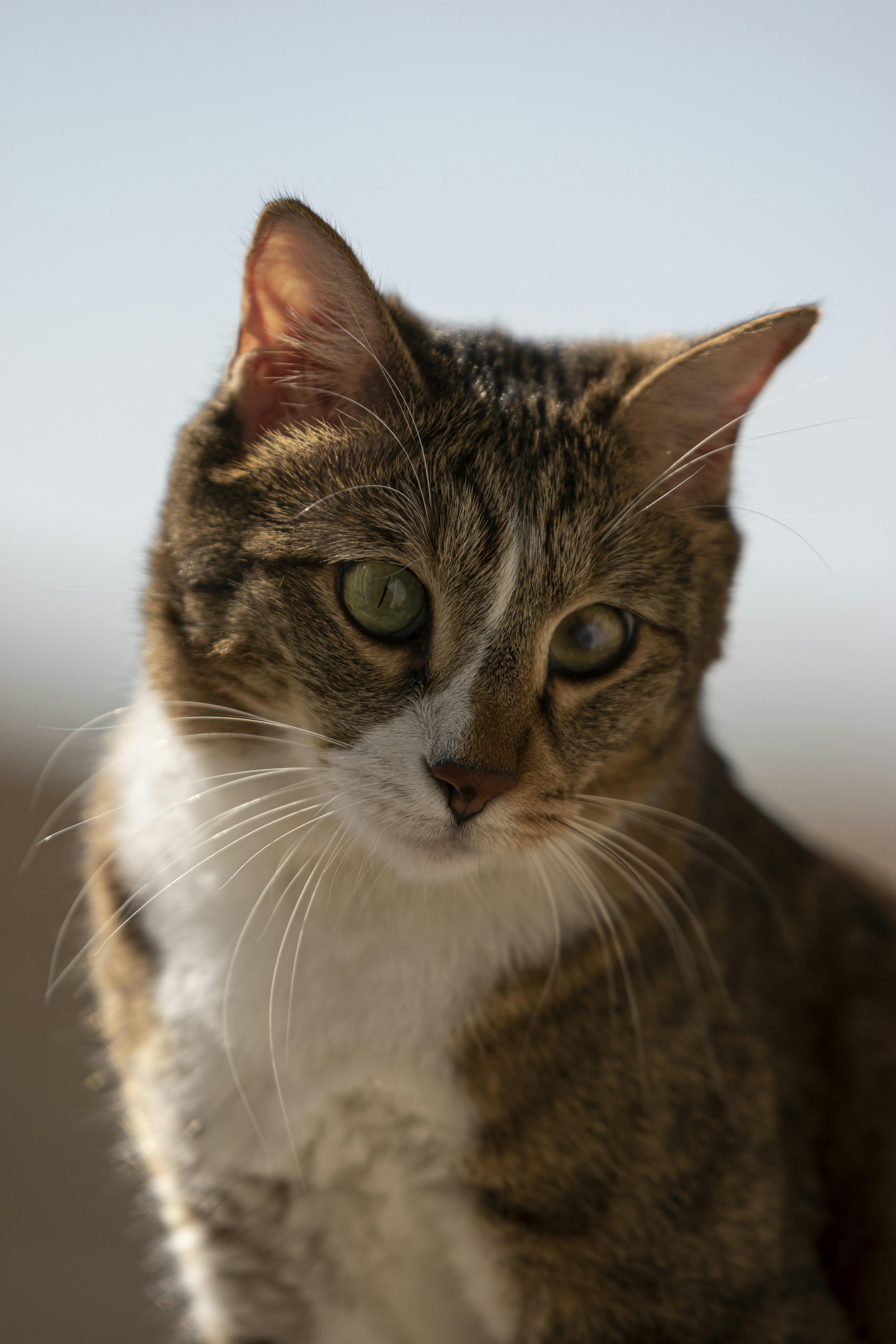 Photo by nimaghazaei