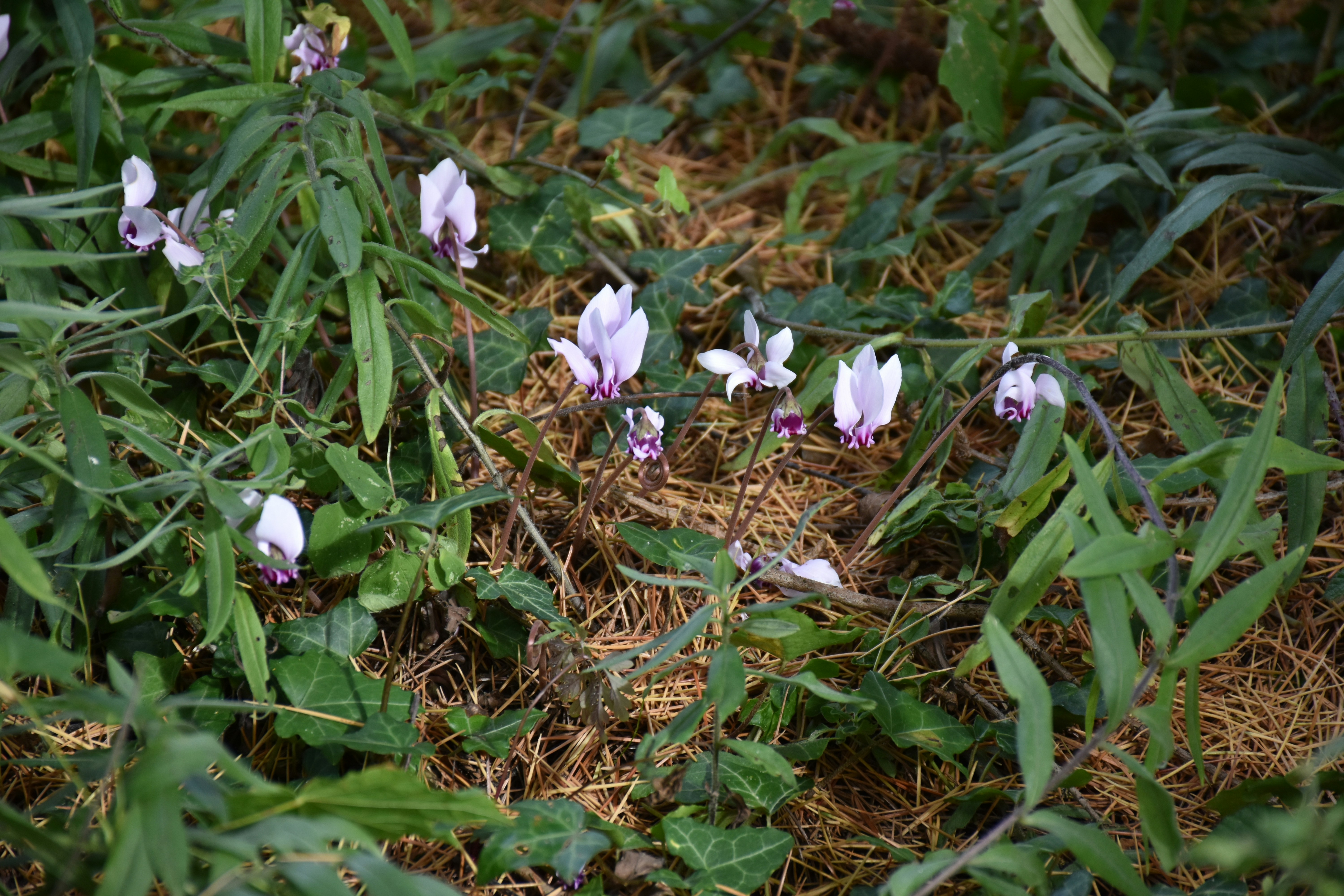 Delicate pink wildflowers growing amongst green foliage.
