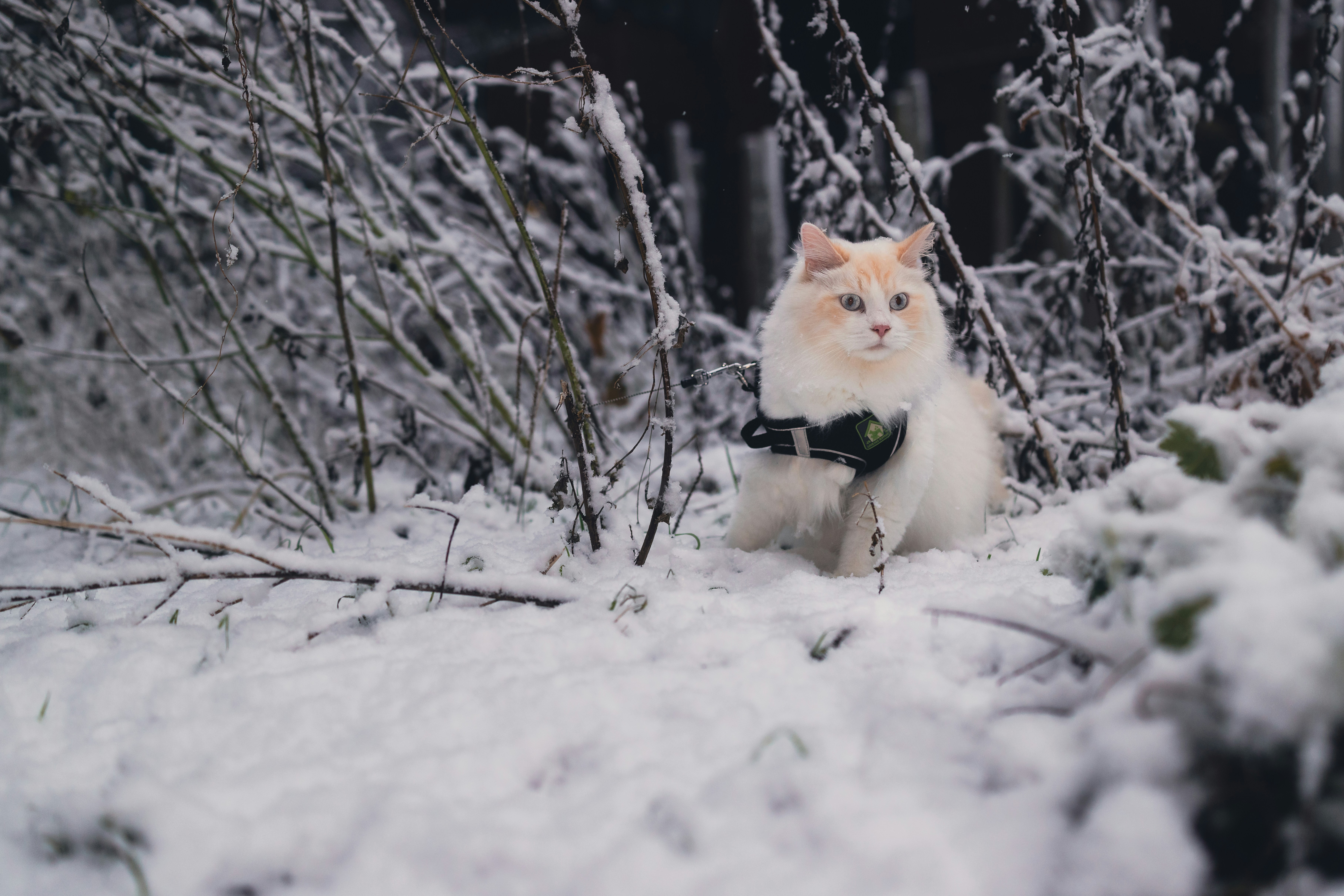 A fluffy cat sits in the snow.