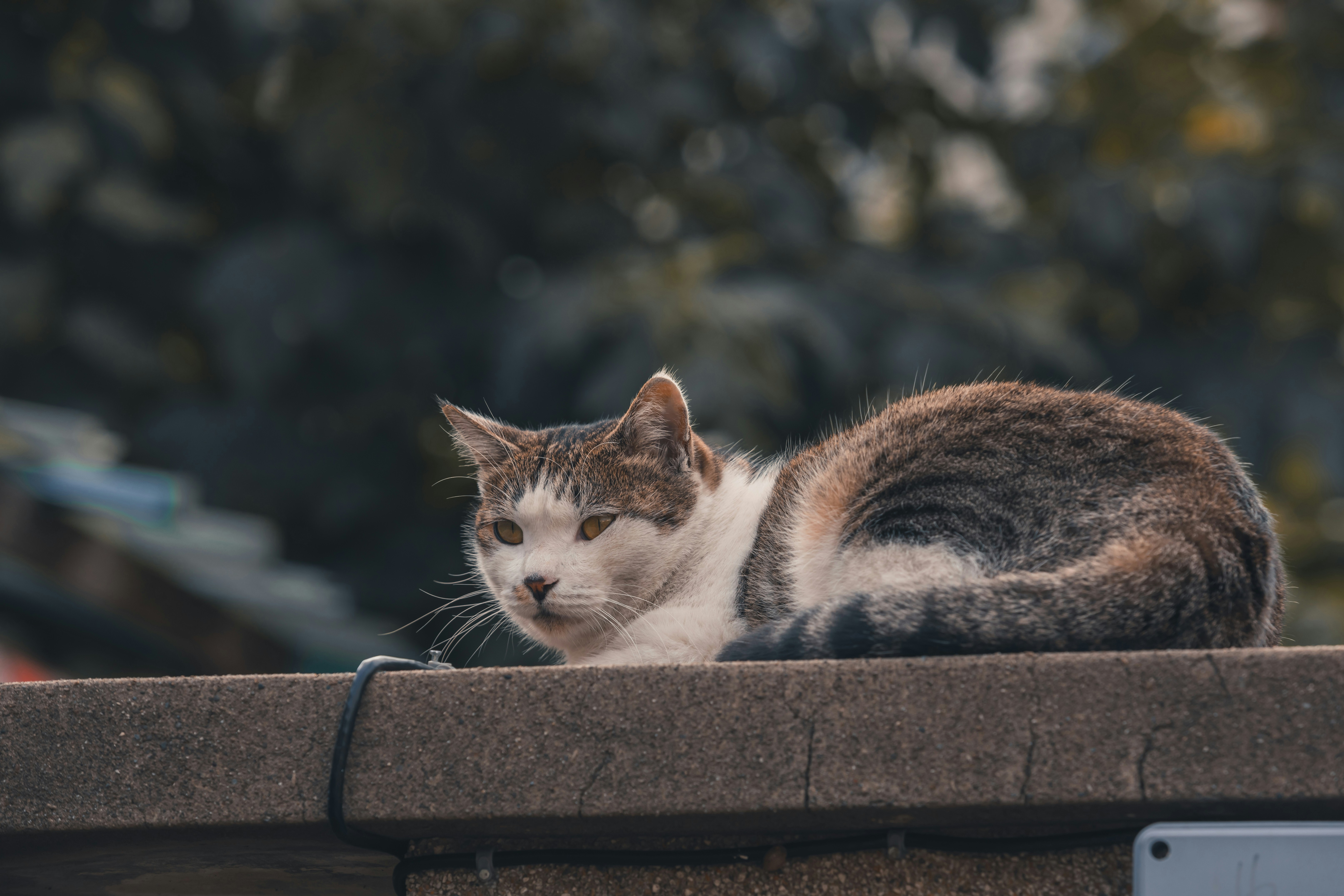 A calico cat rests on a stone wall.