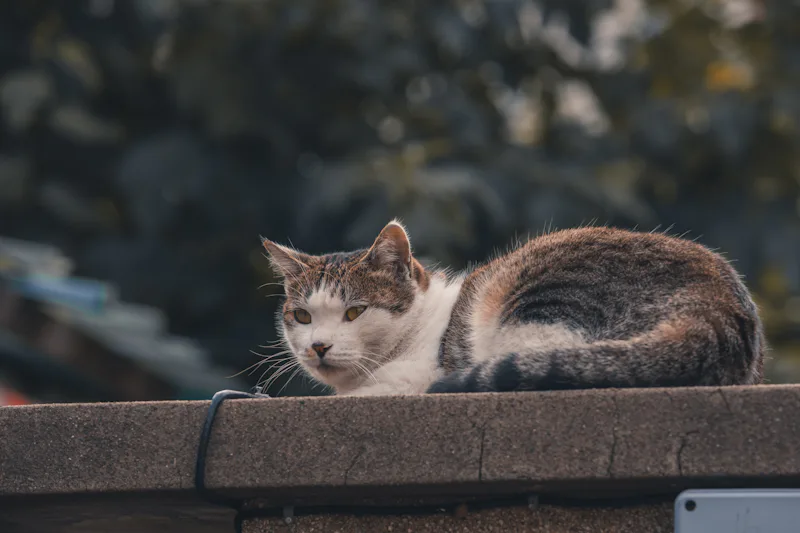 Black and white rogue cat with independent gaze perfect for rogue warrior cat names and loner cat name ideas