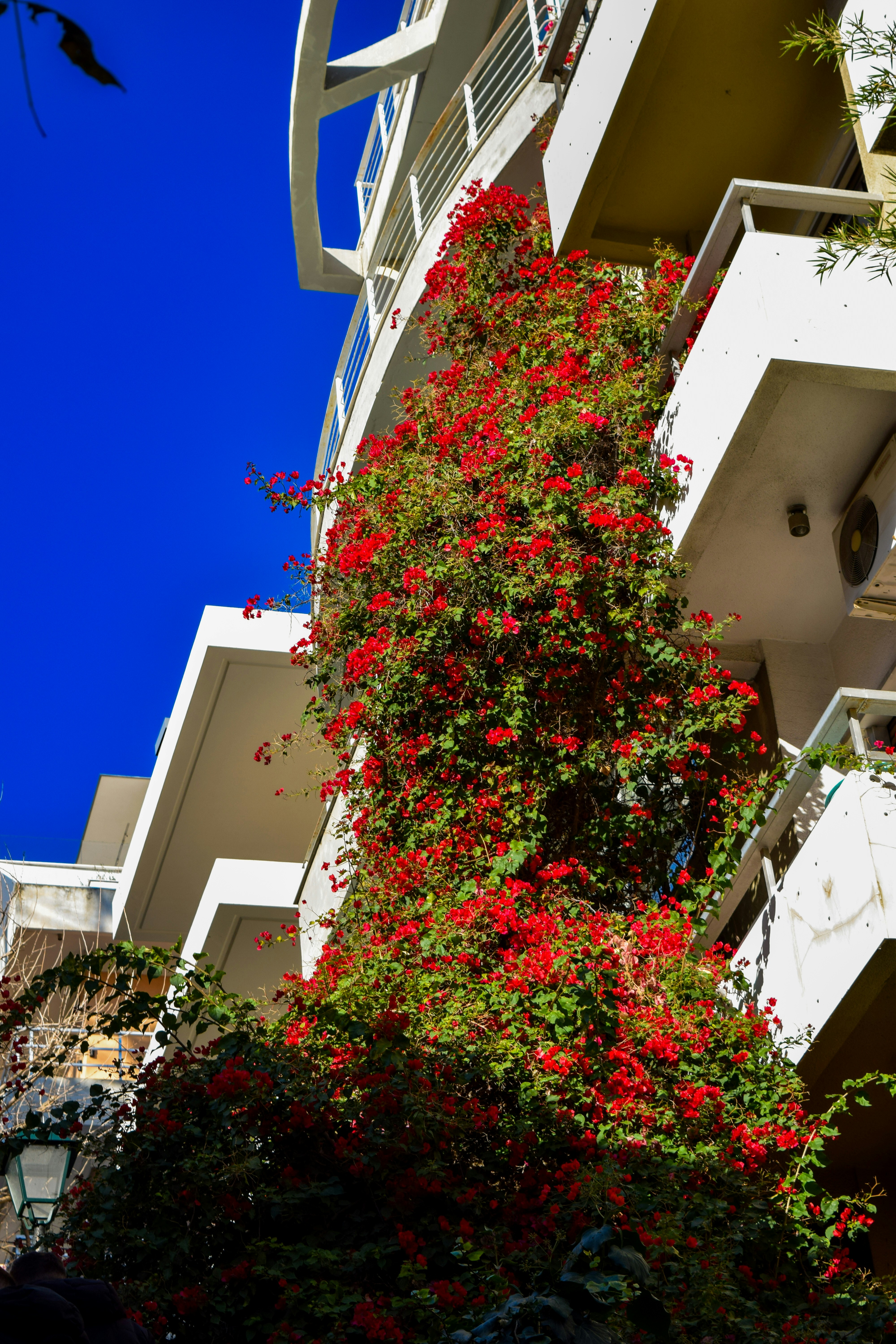 Red flowers climbing a white building balcony.
