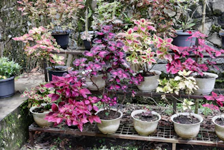 Colorful coleus plants arranged on tiered shelves