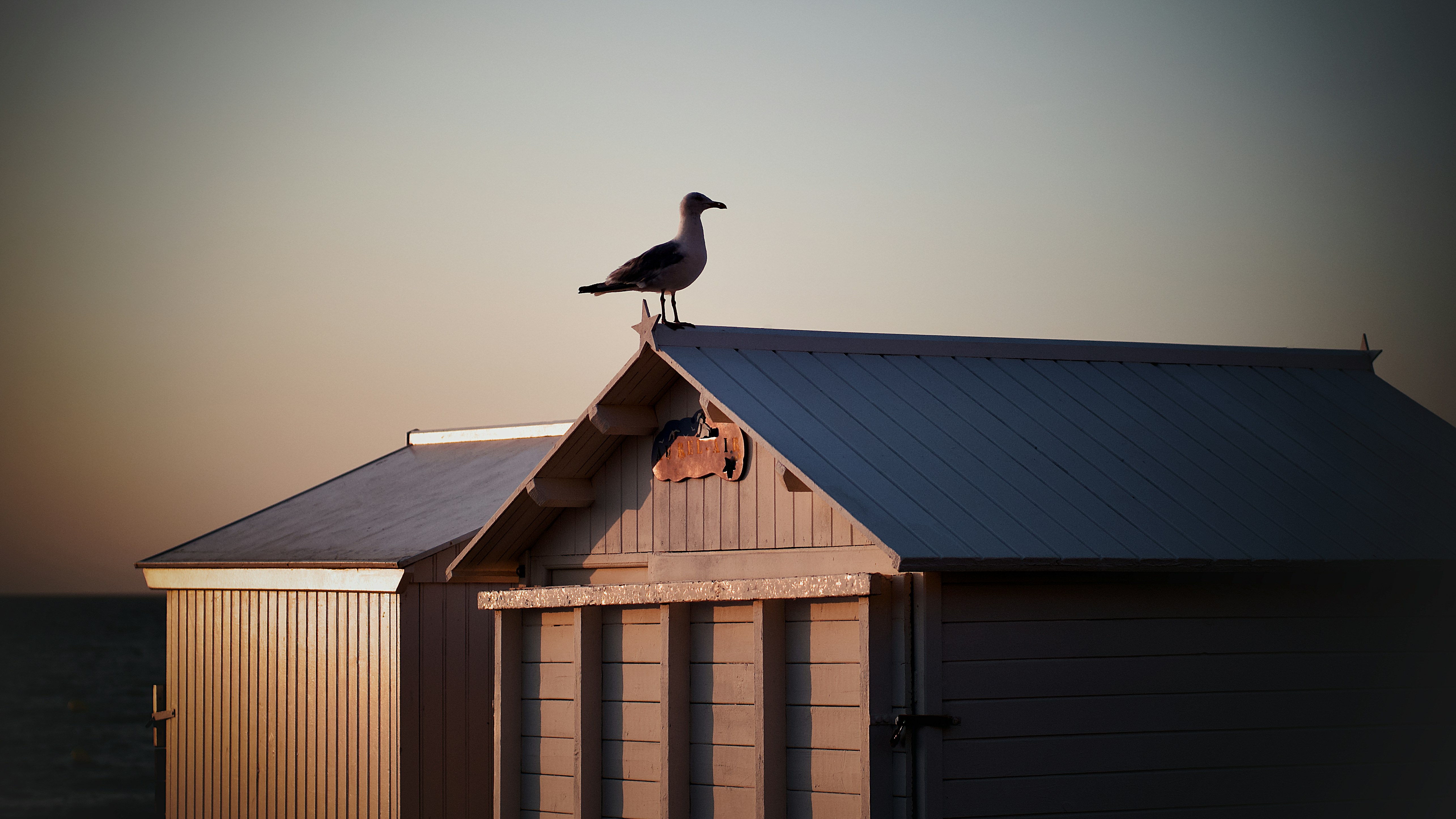 Seagull perched atop a beach hut at sunset.