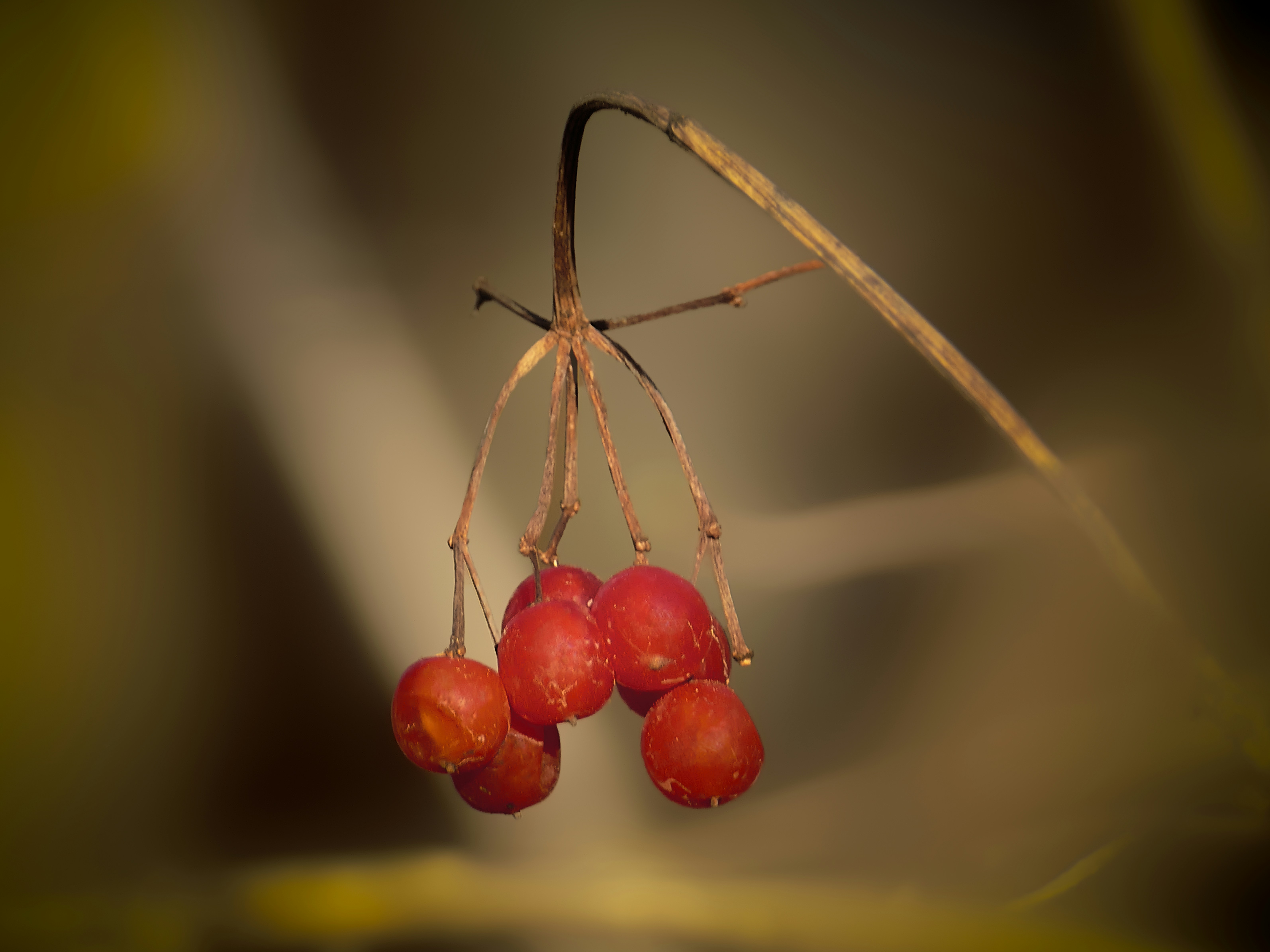 Büschel roter Beeren an dünnem Stängel