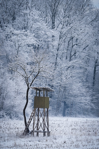 Mature whitetail buck with neck swollen in rut posture checking a scrape in late October hardwood forest