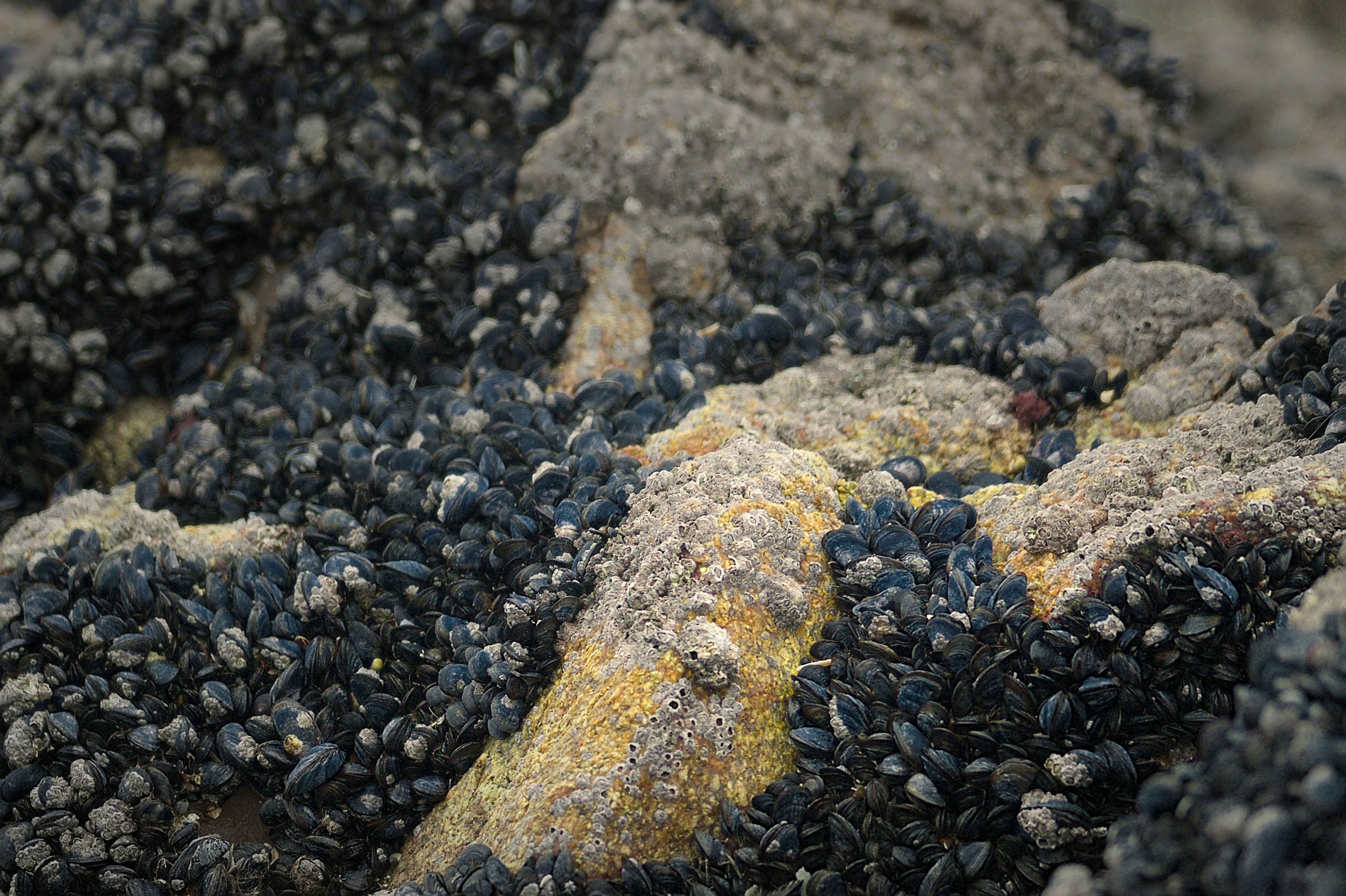 Close-up of mussels clinging to rocks with sand.