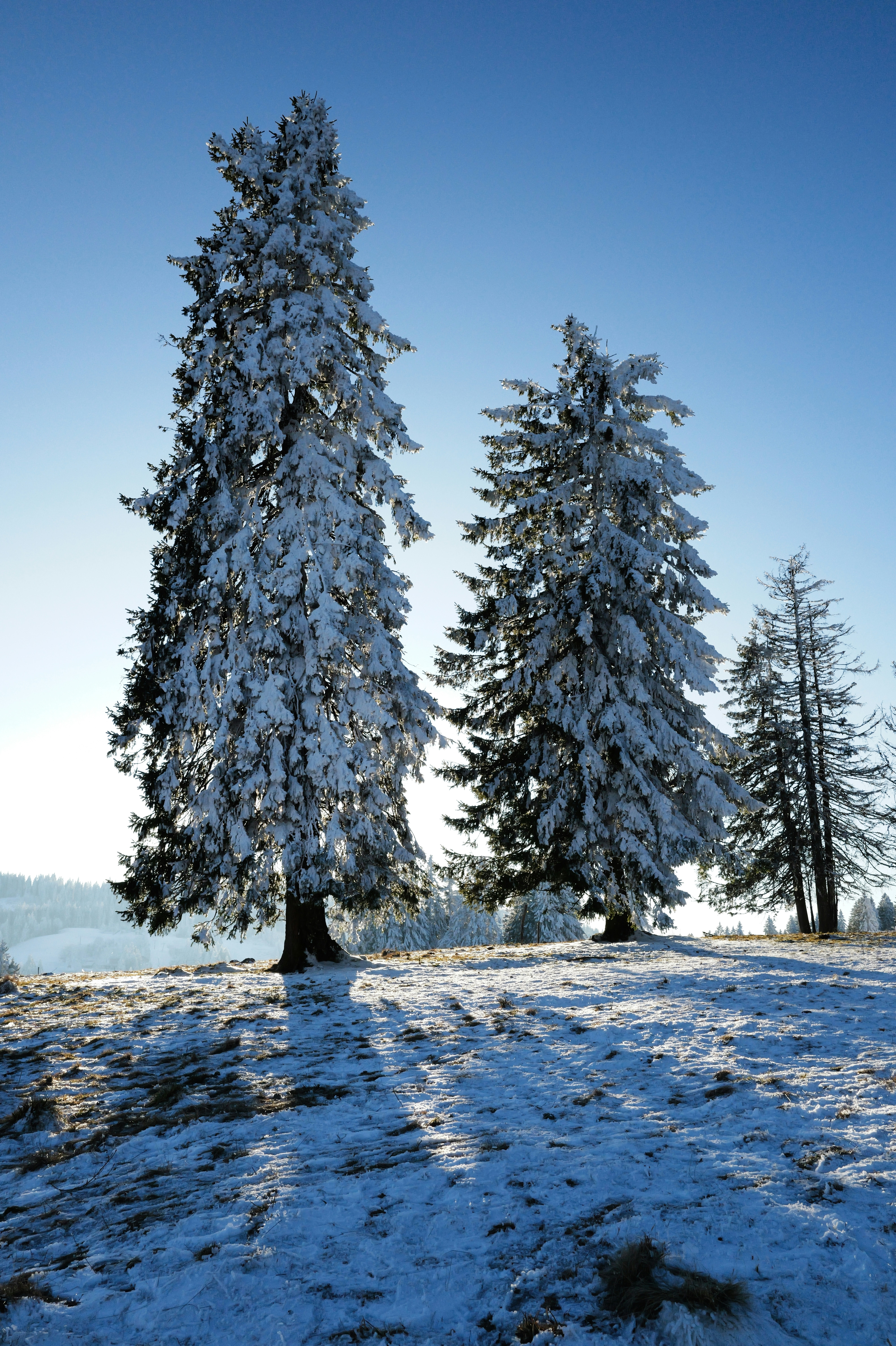 Snow-covered fir trees on a sunny winter day.