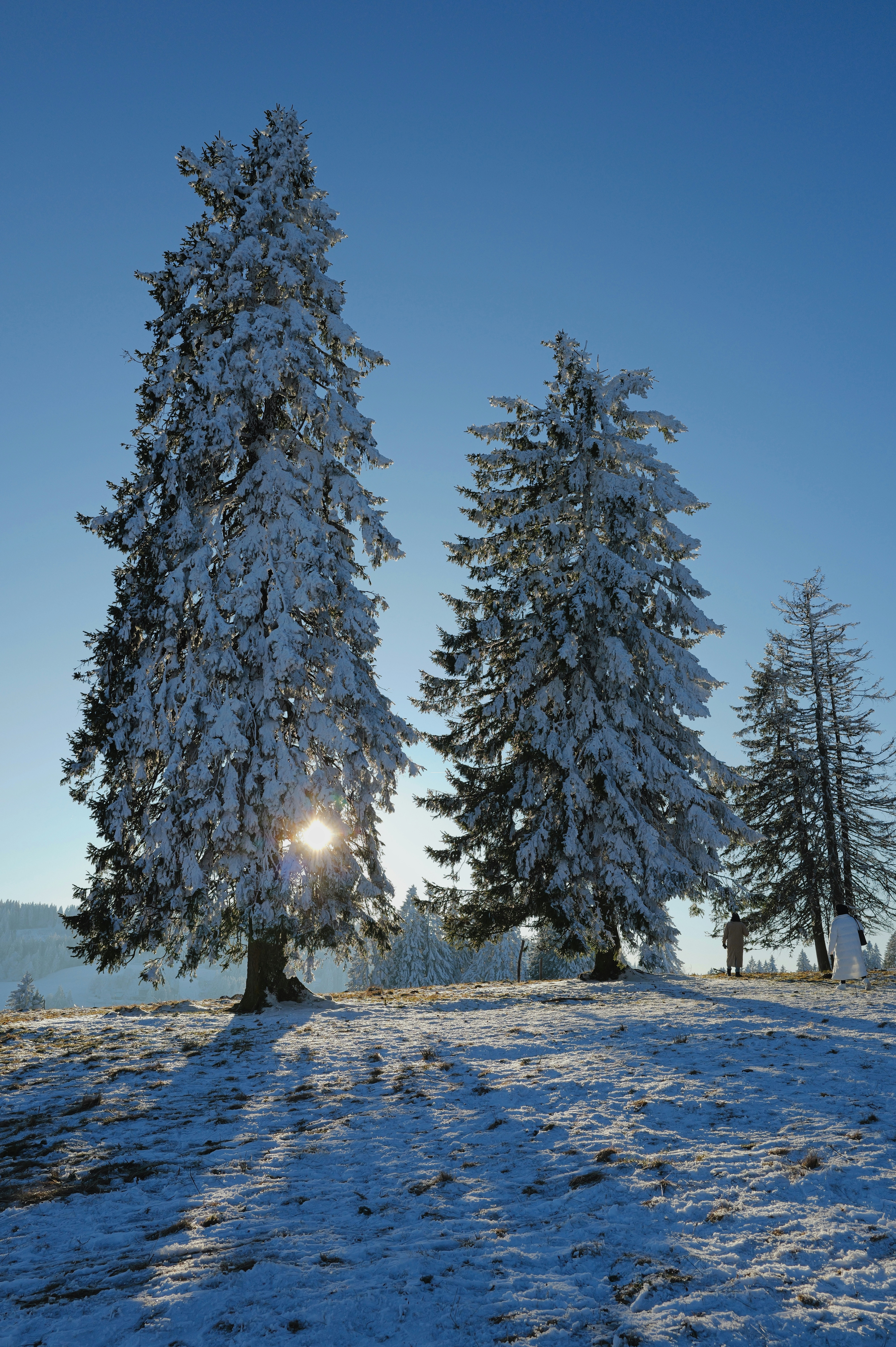 Snow-covered pine trees against a clear blue sky
