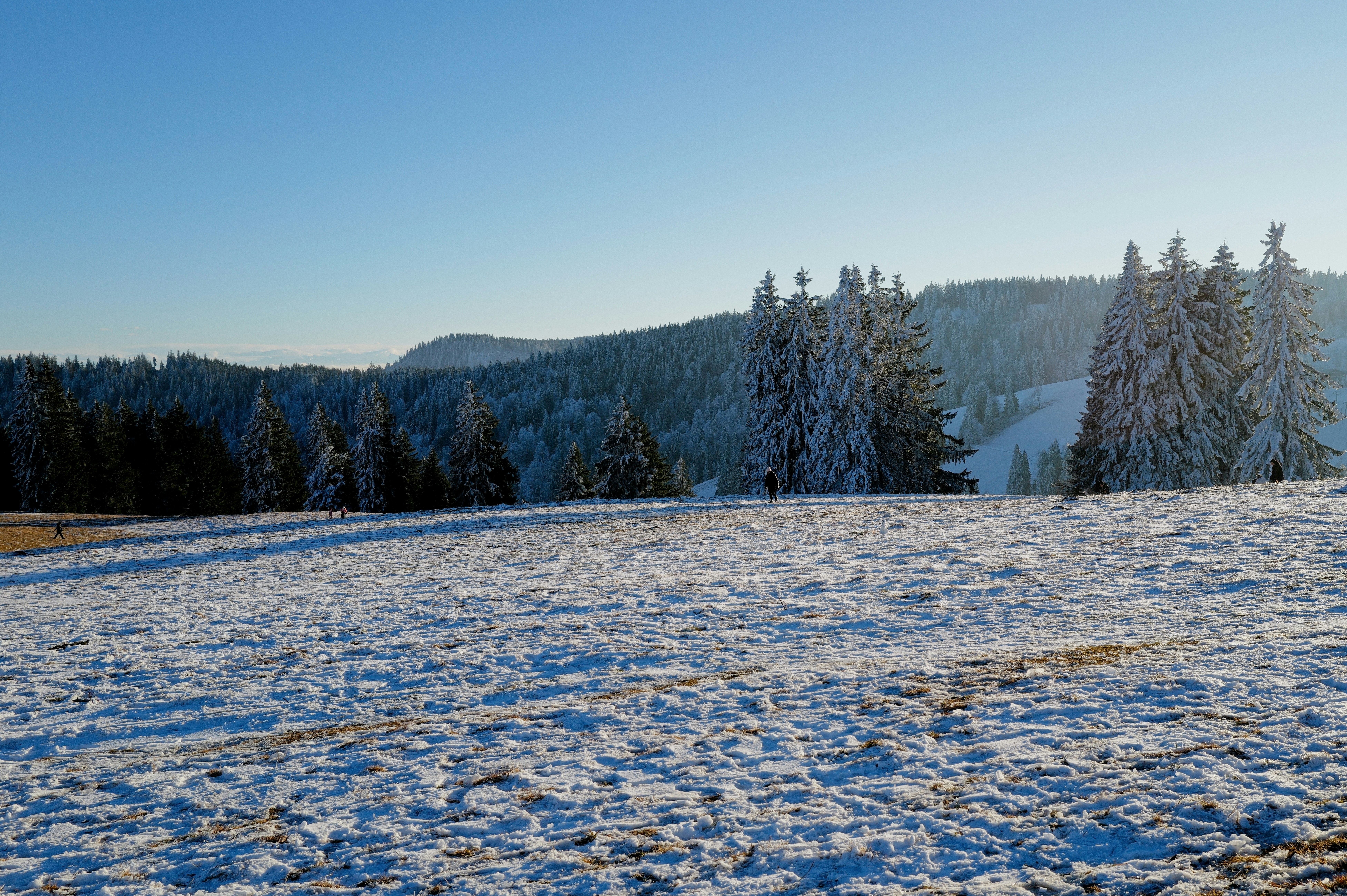 Snowy landscape with pine trees under a clear sky