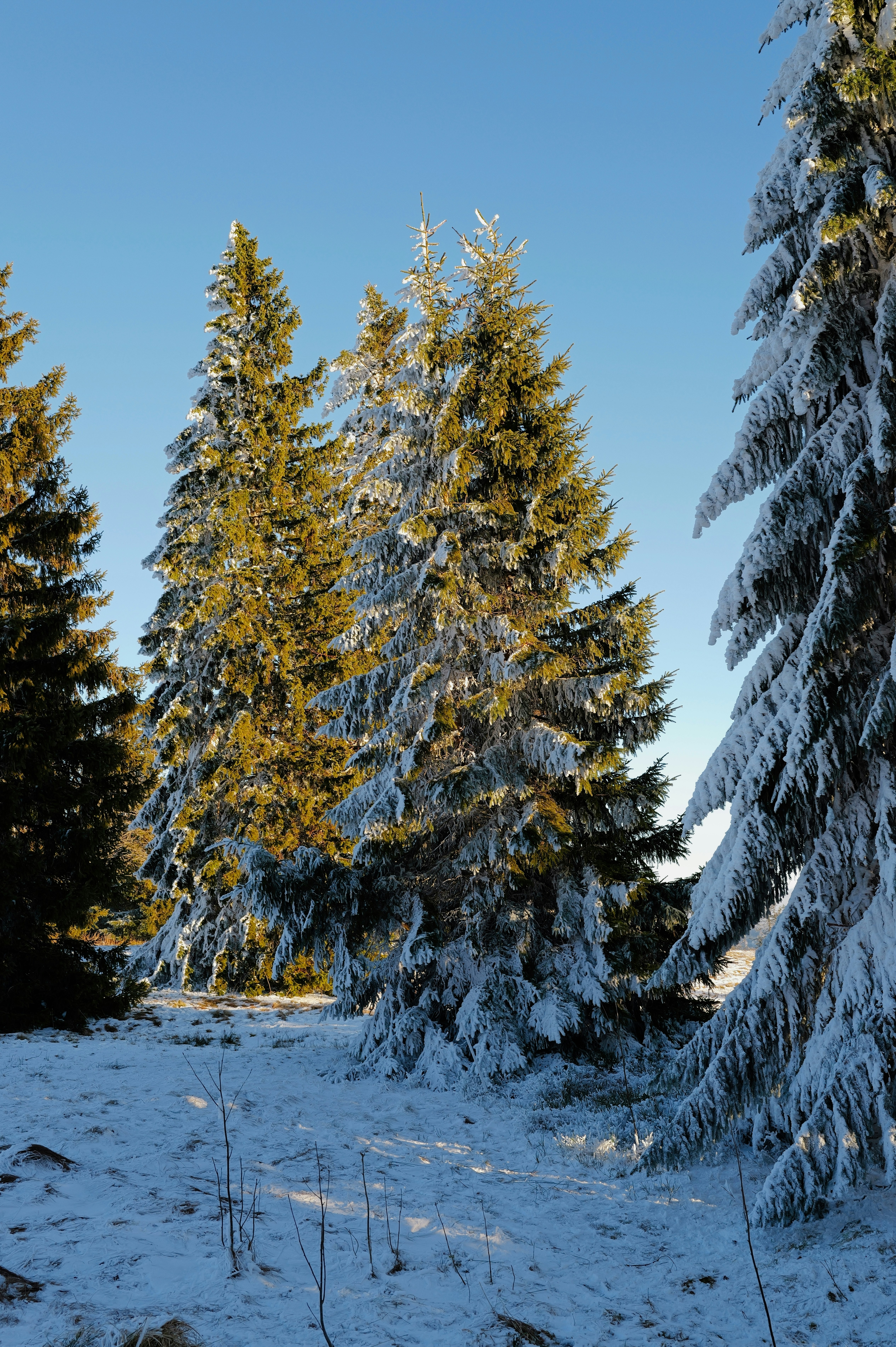 Snow-covered pine trees illuminated by sunlight.