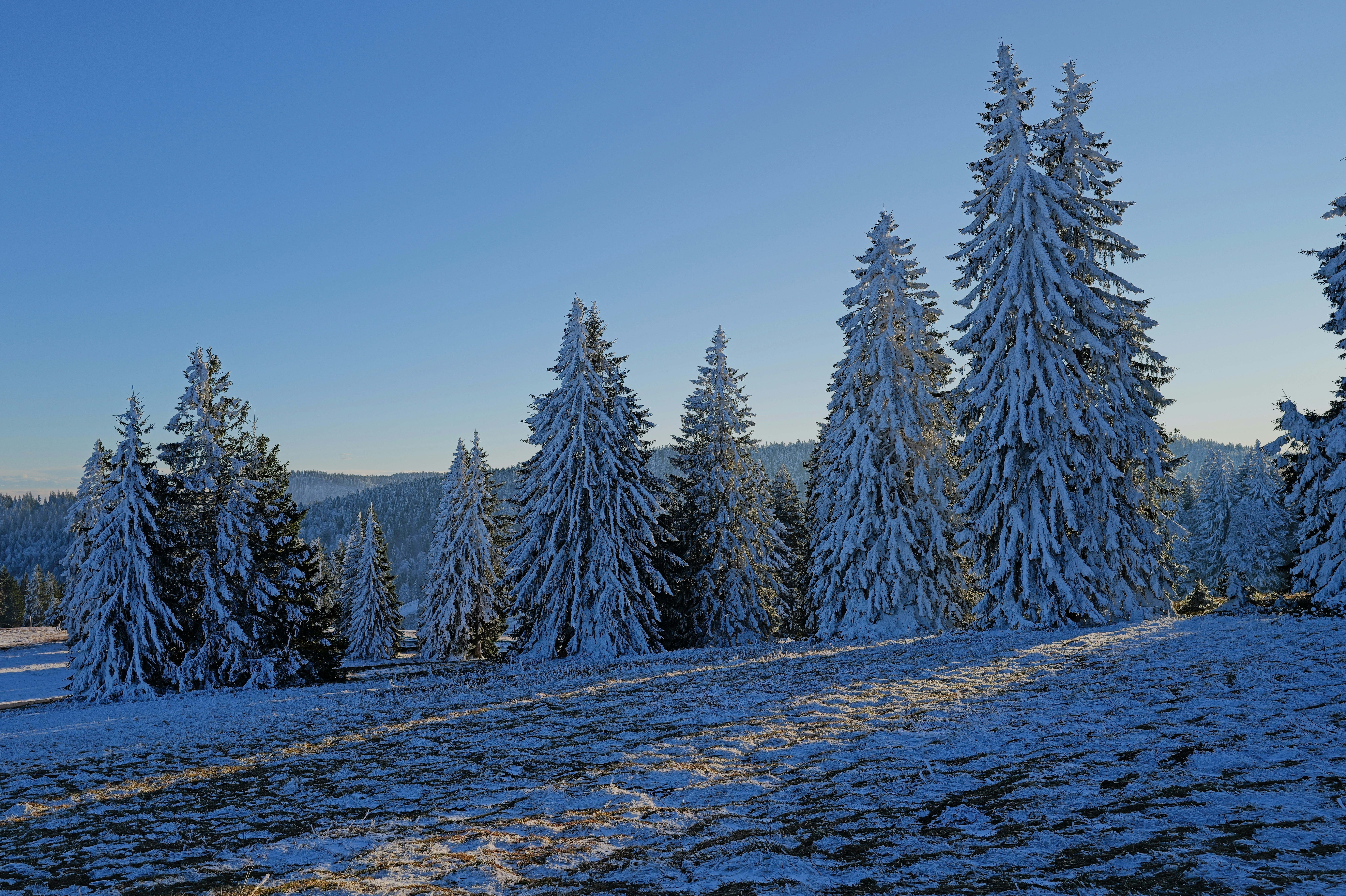 Snow-covered pine trees on a sunny winter day.