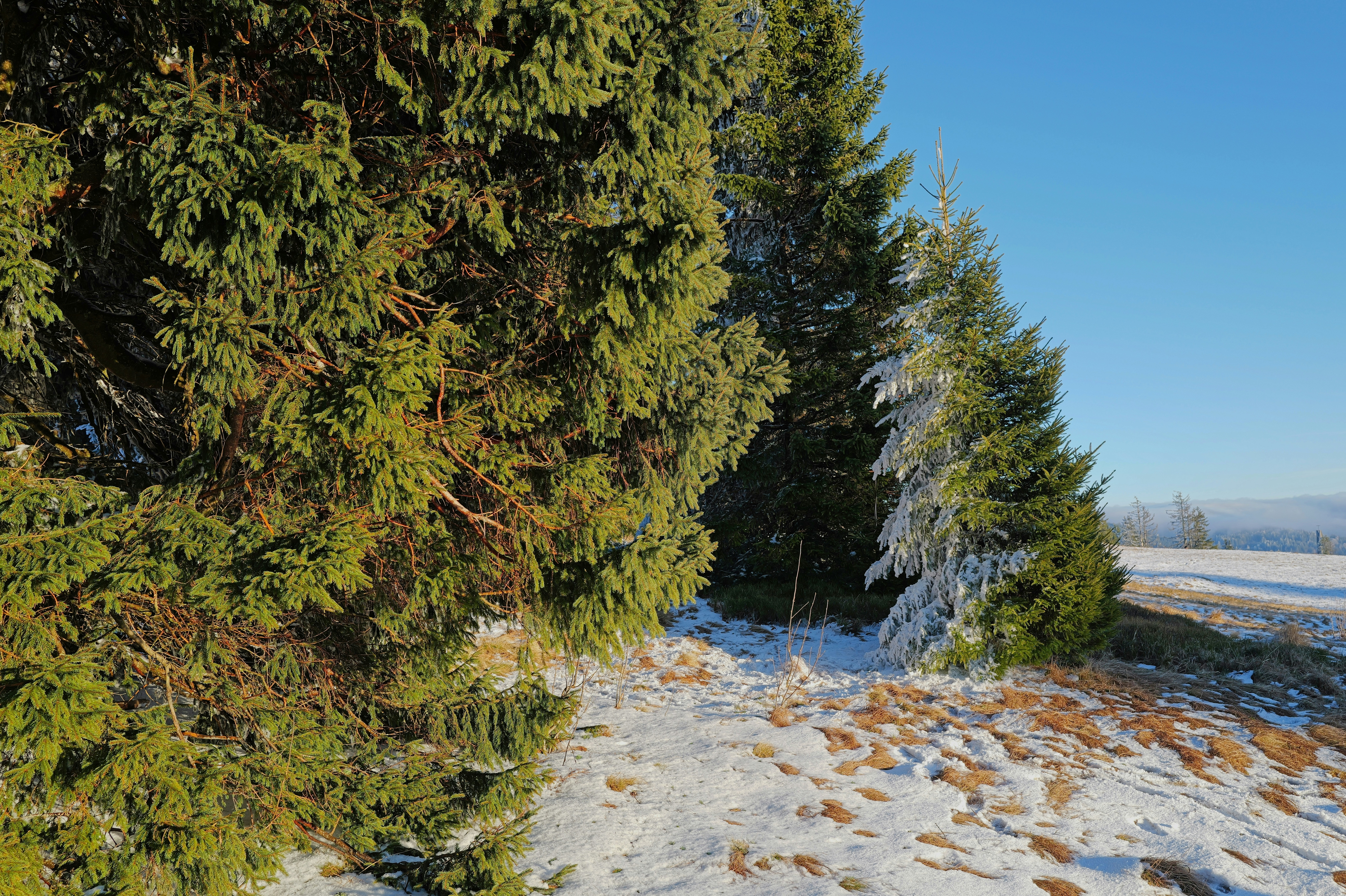 Snowy evergreen trees on a bright winter day