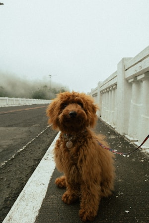 Poodle
