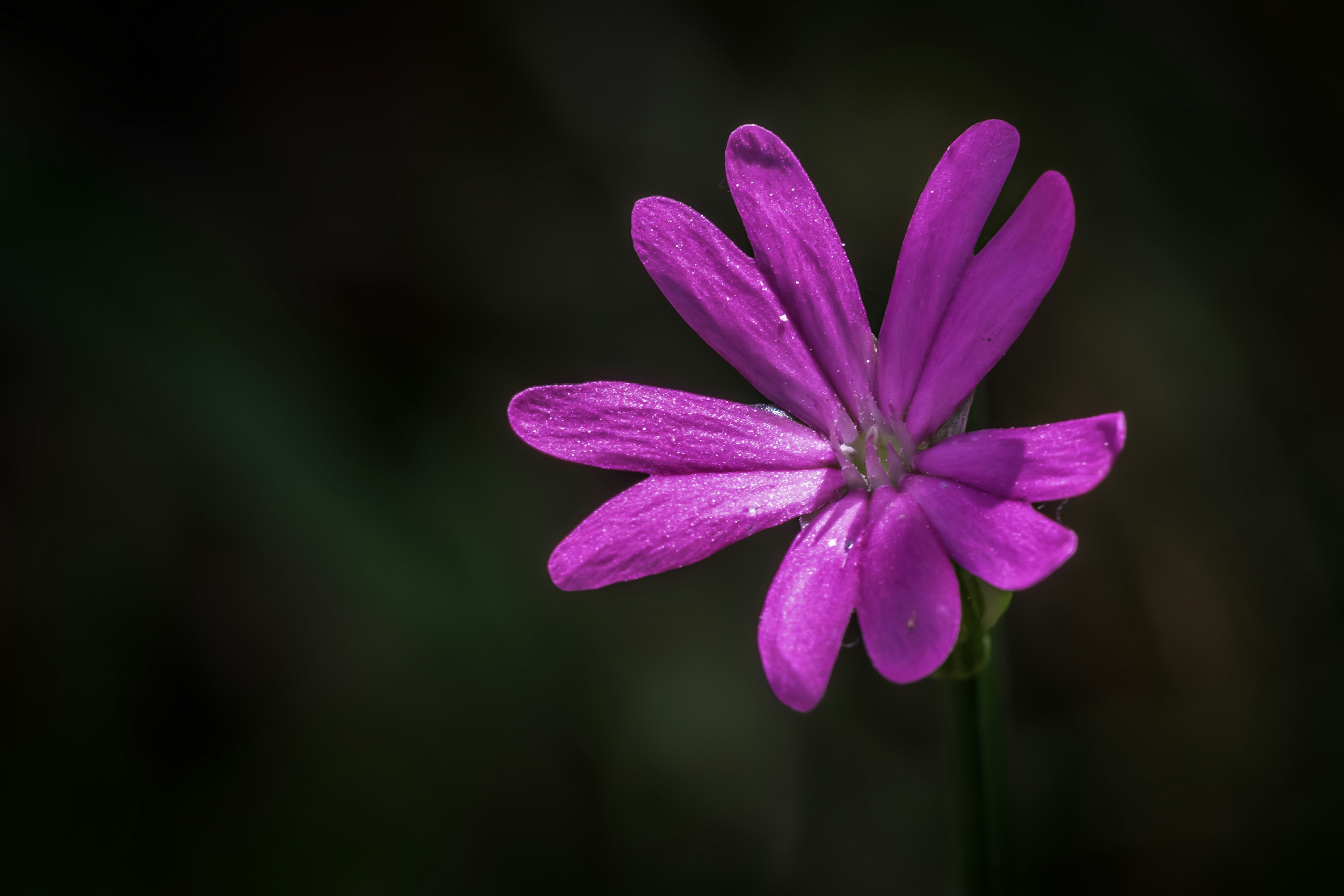 Photo by graphis_photos