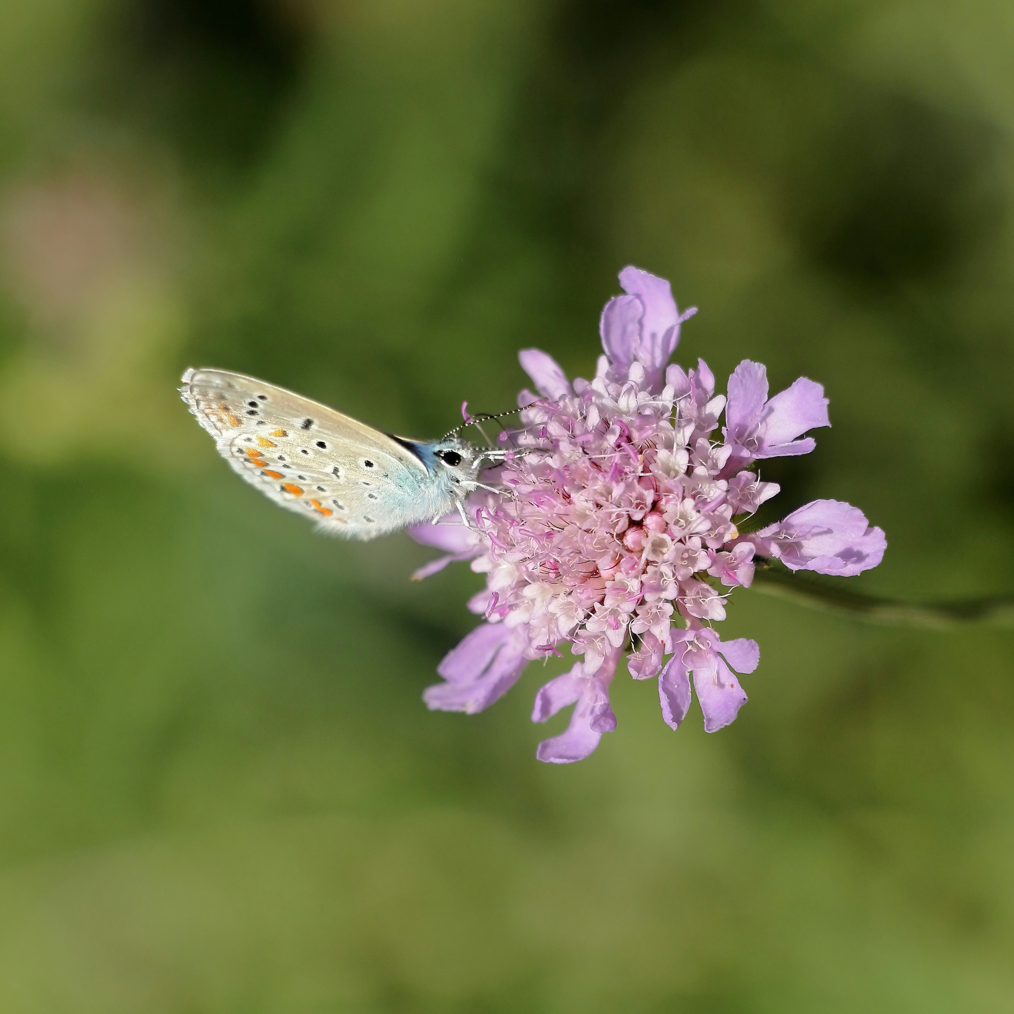 A light blue butterfly rests on a pink wildflower.
