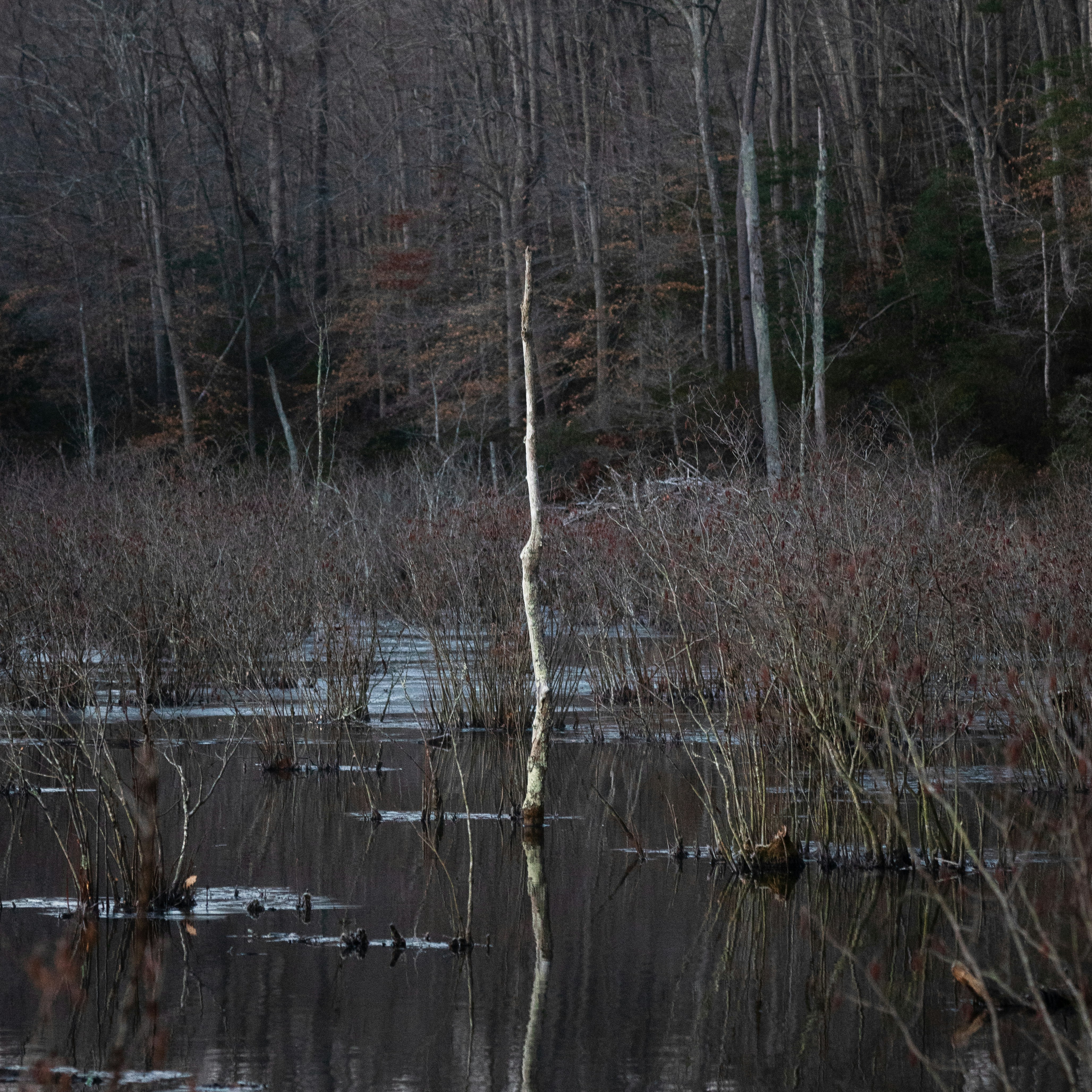 Bare trees reflected in still water of a swamp.