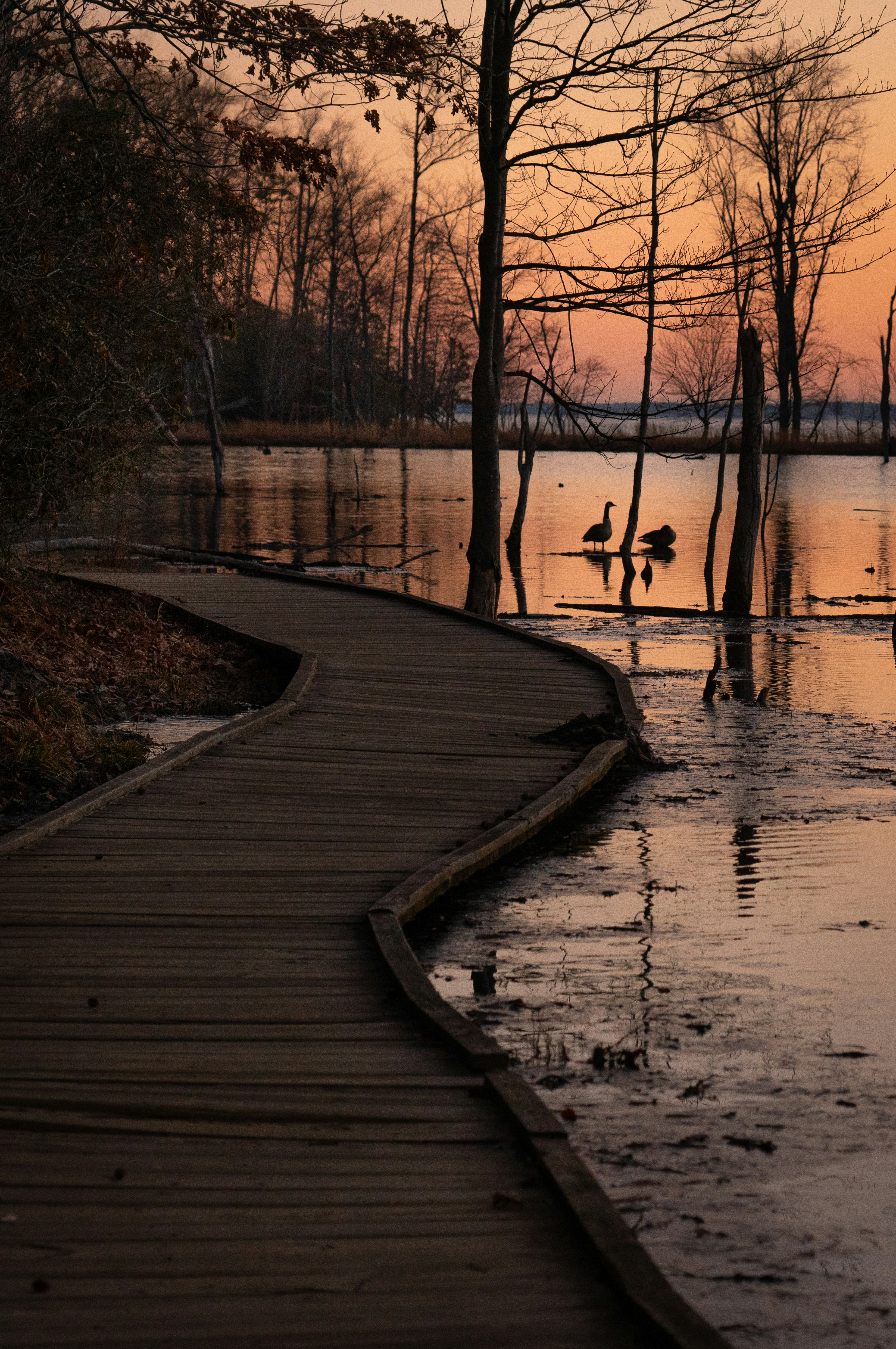 Wetland boardwalk at sunset