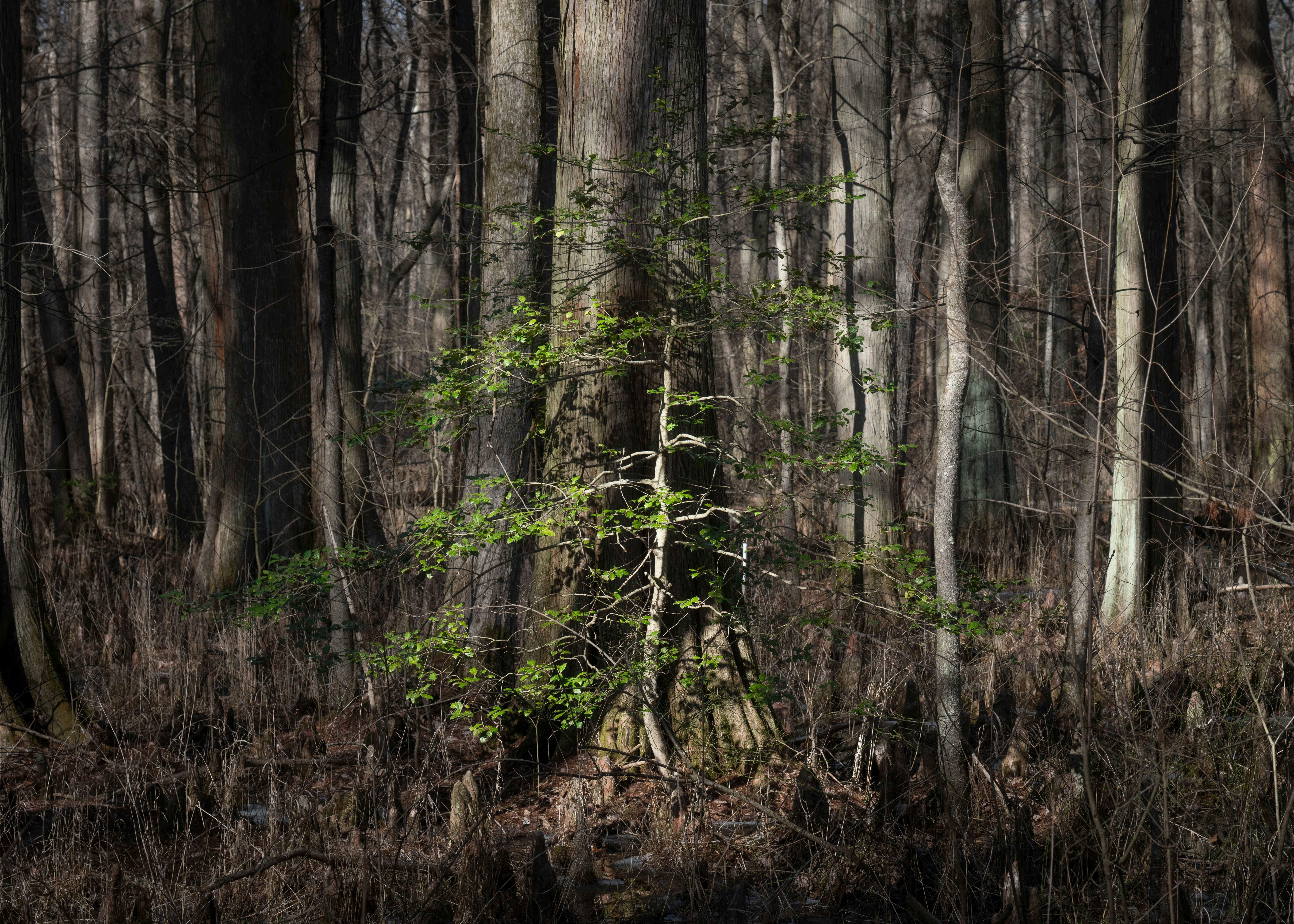 Young evergreen tree stands in a dense forest.