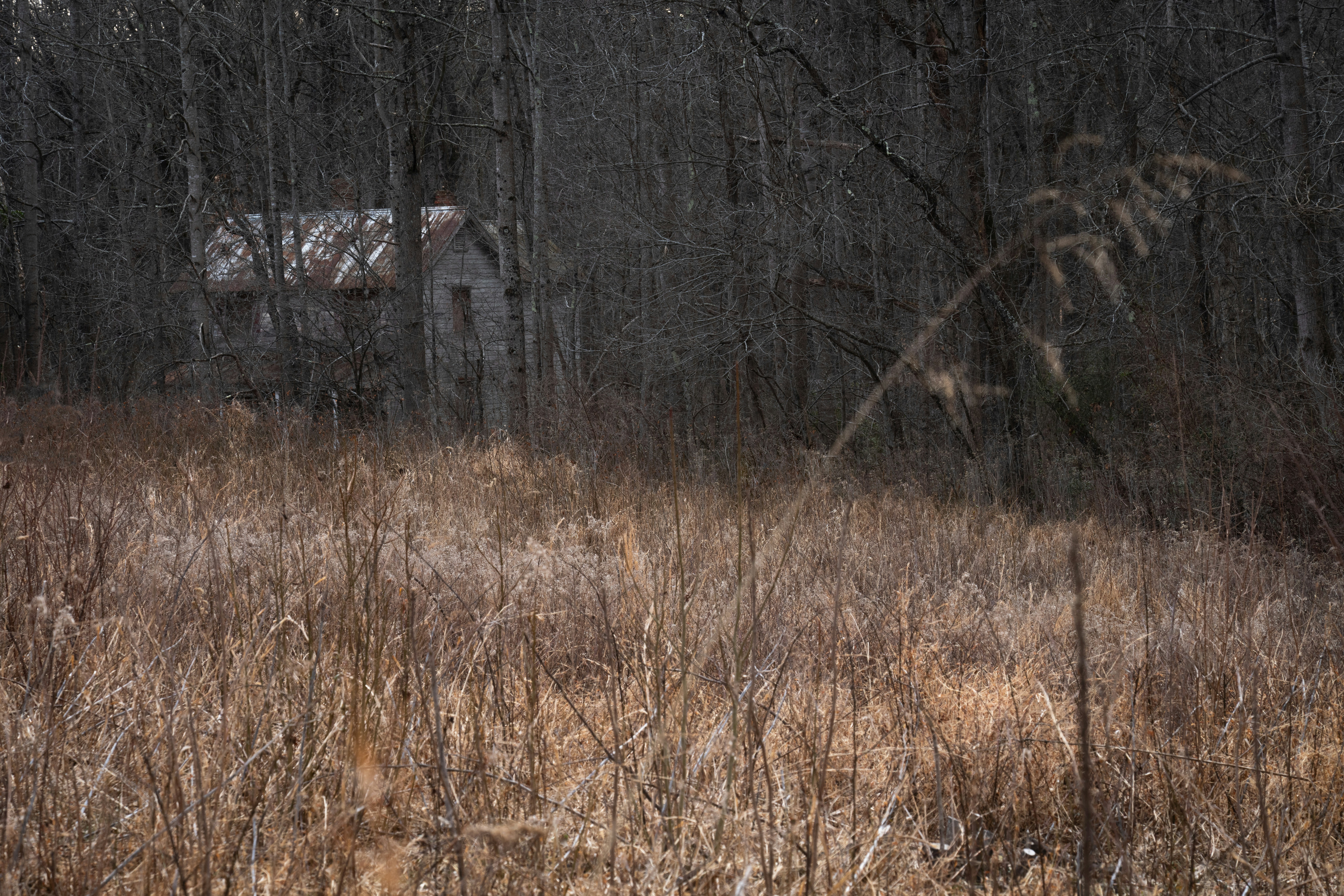 Abandoned house in a dark, overgrown forest