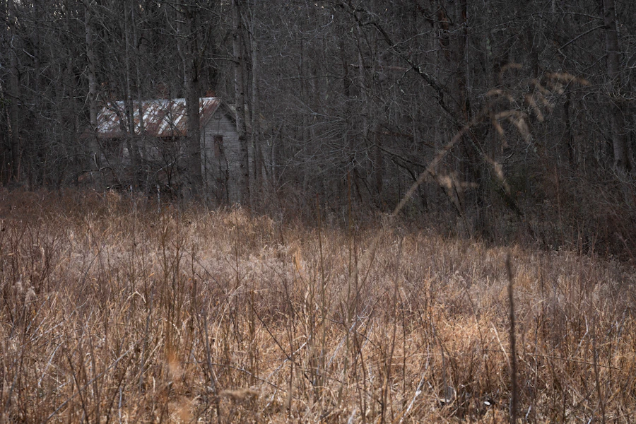 Abandoned house surrounded by a dark forest