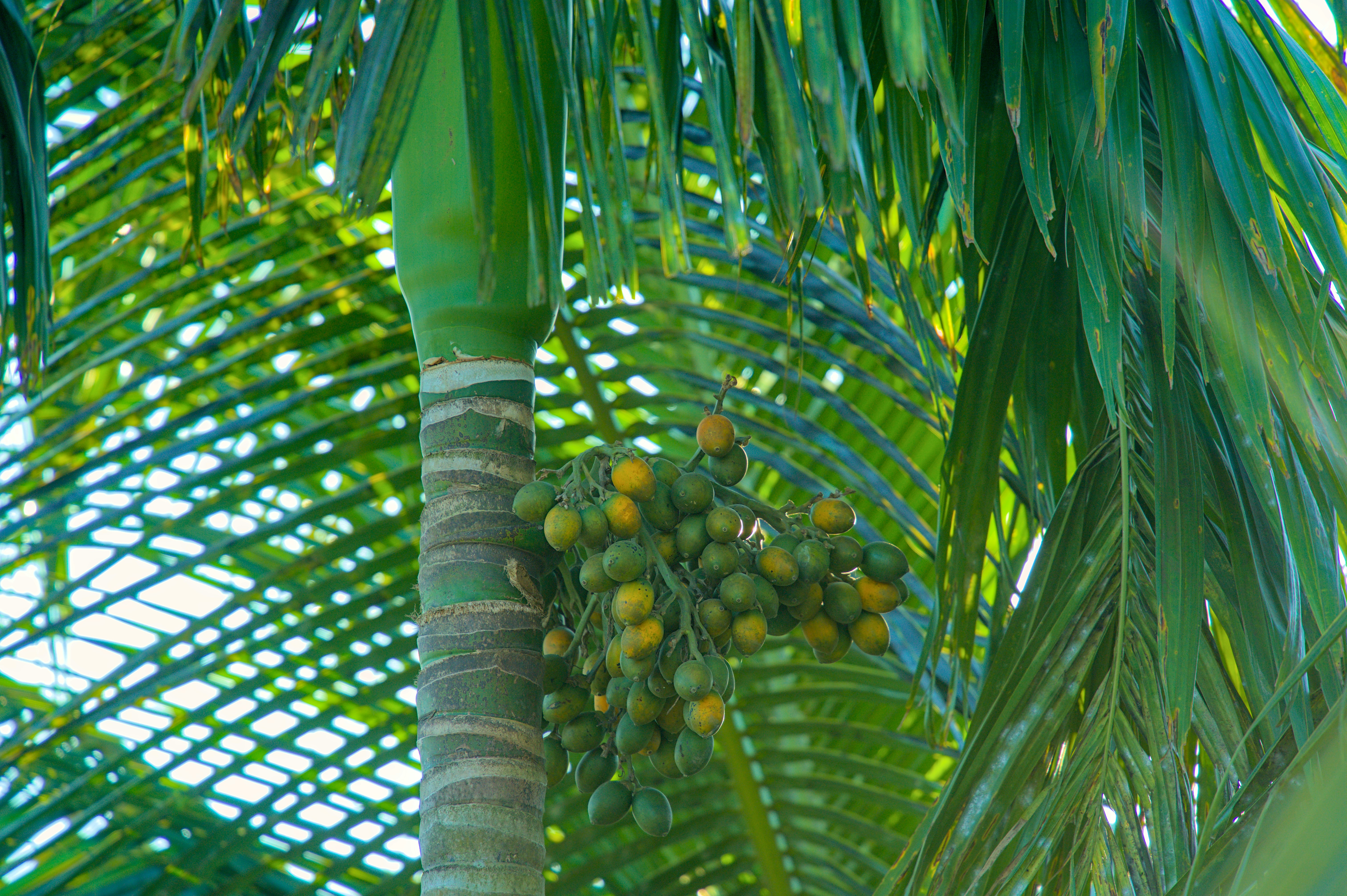 Bunch of green and yellow fruits on a palm tree.