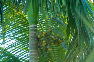 Bunch of green and yellow fruits on a palm tree.