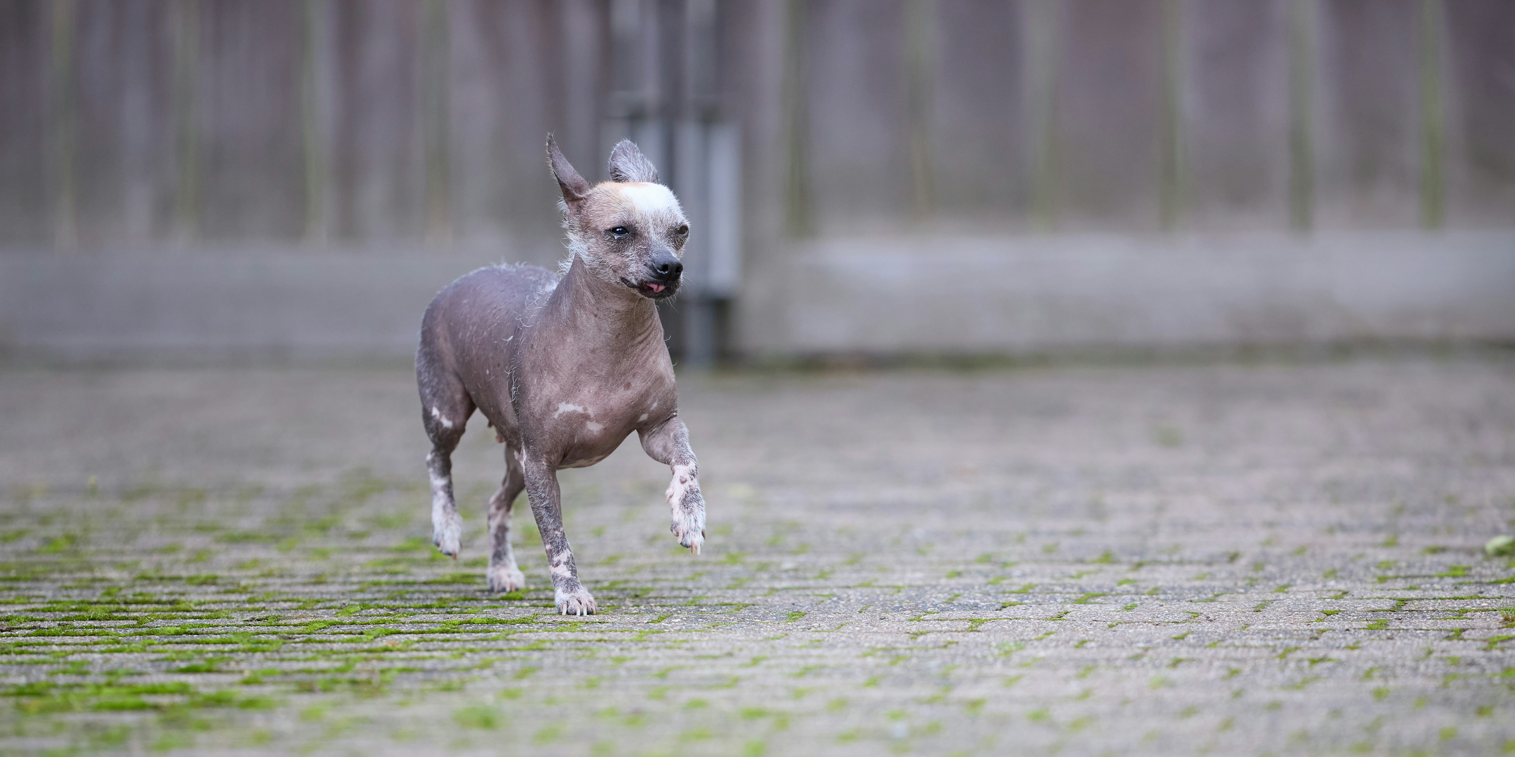 A hairless dog runs across a grassy area.