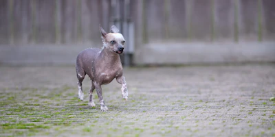 A hairless dog runs across a grassy area.