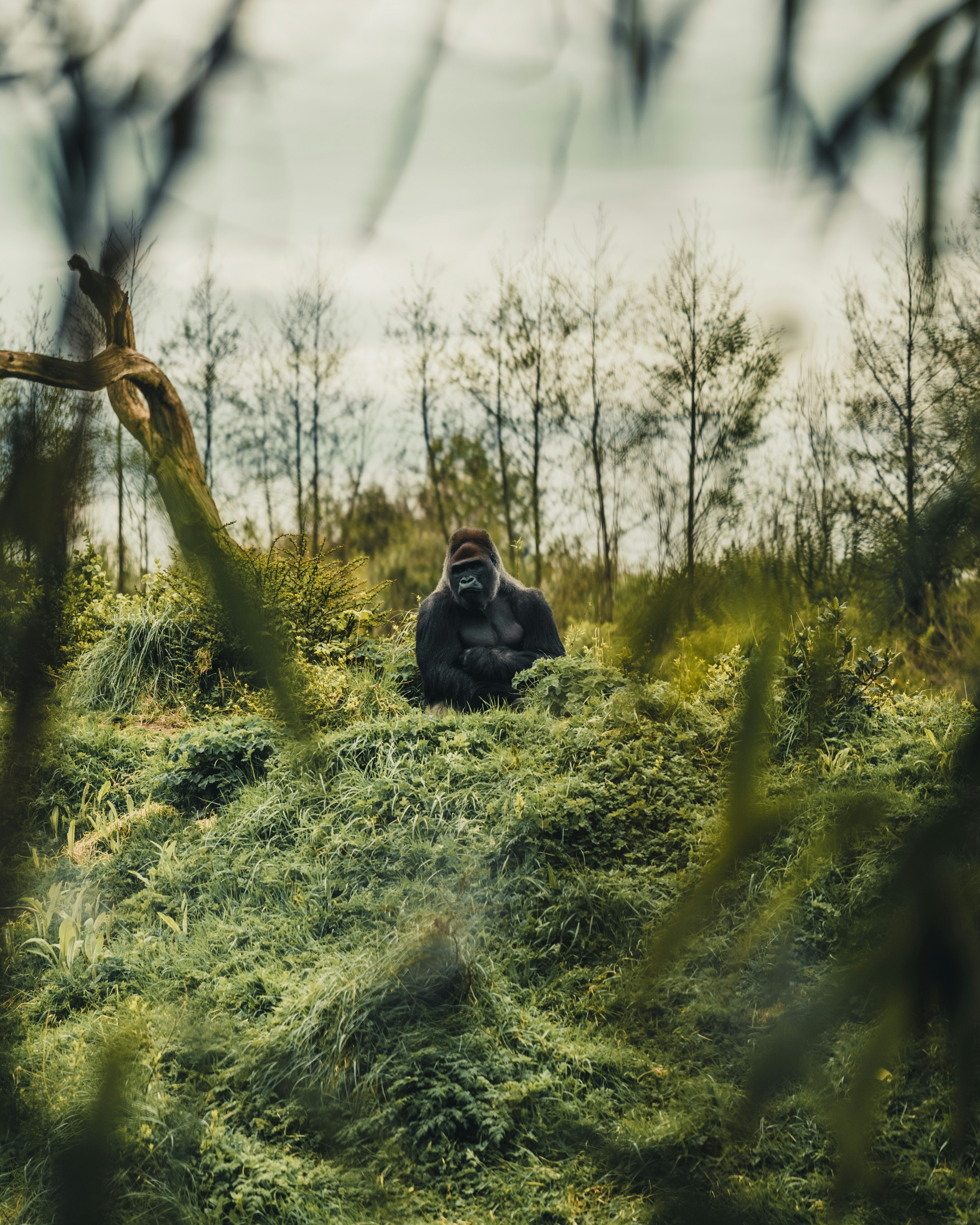 Un gorille est assis sur une colline herbeuse avec des arbres derrière.