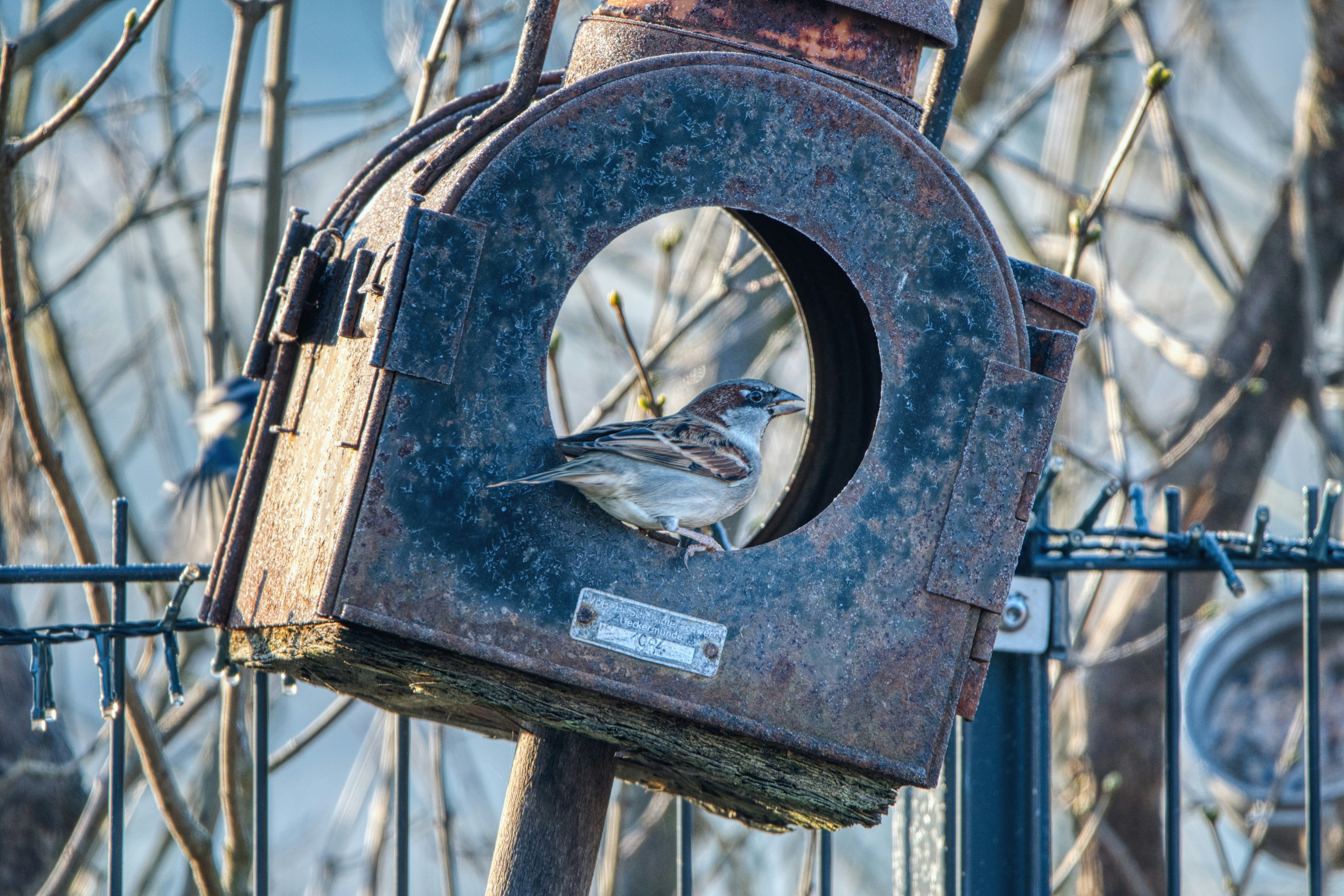 Sparrow sits inside a rusty bird feeder.
