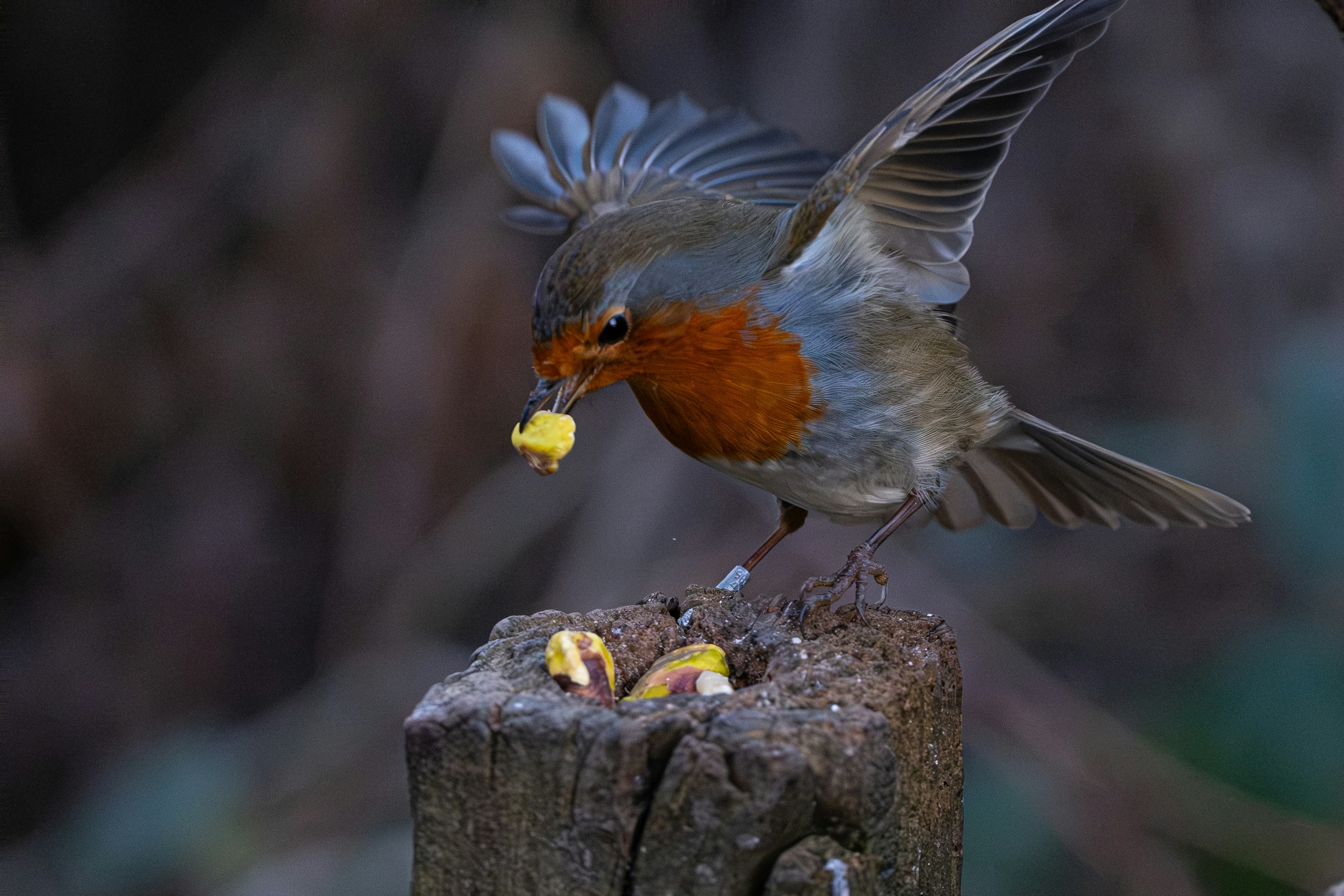 Robin bird feeding chicks on a wooden post.