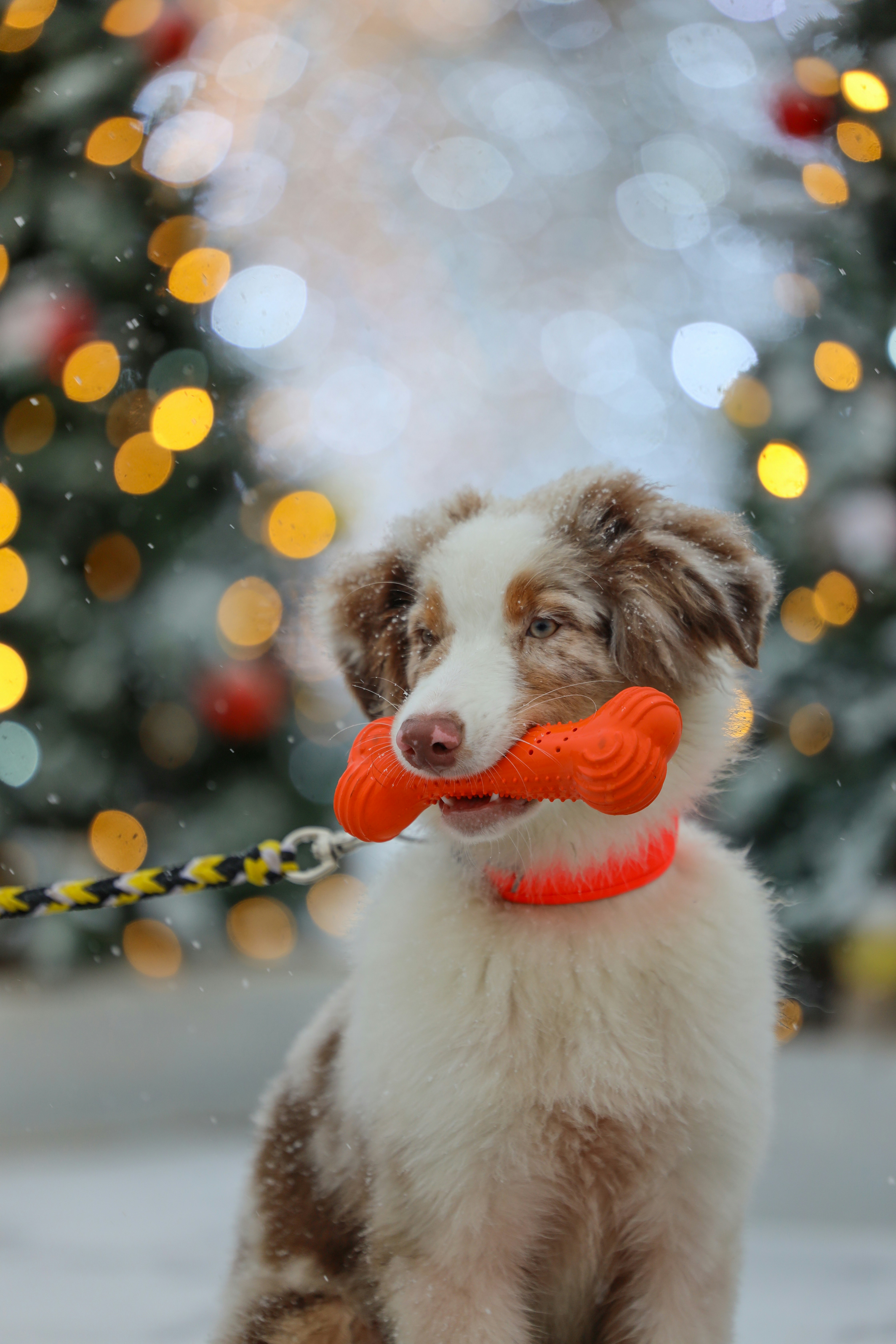 A cute dog holds an orange toy in its mouth.