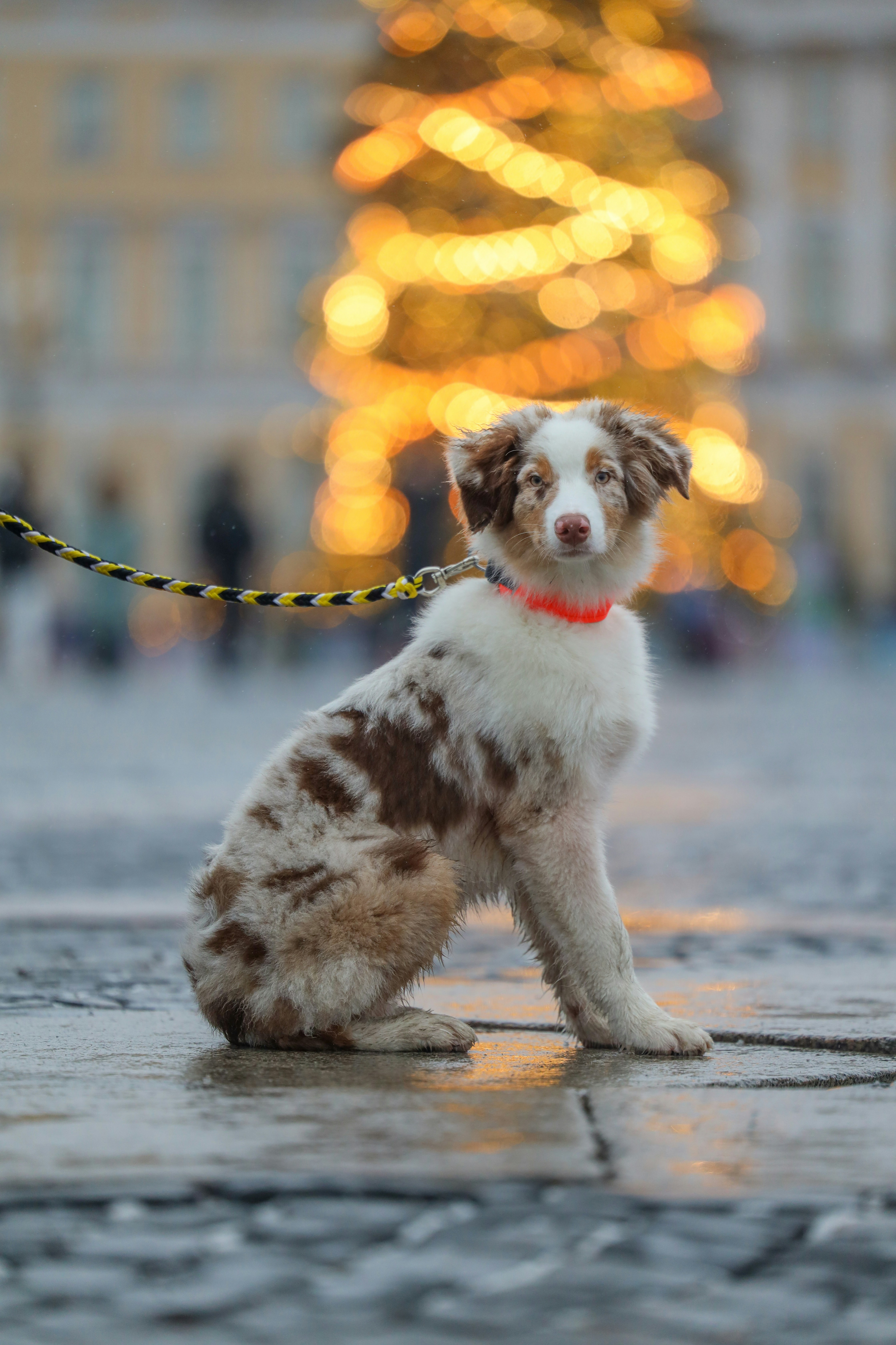 A cute dog sitting on wet ground with bokeh lights.