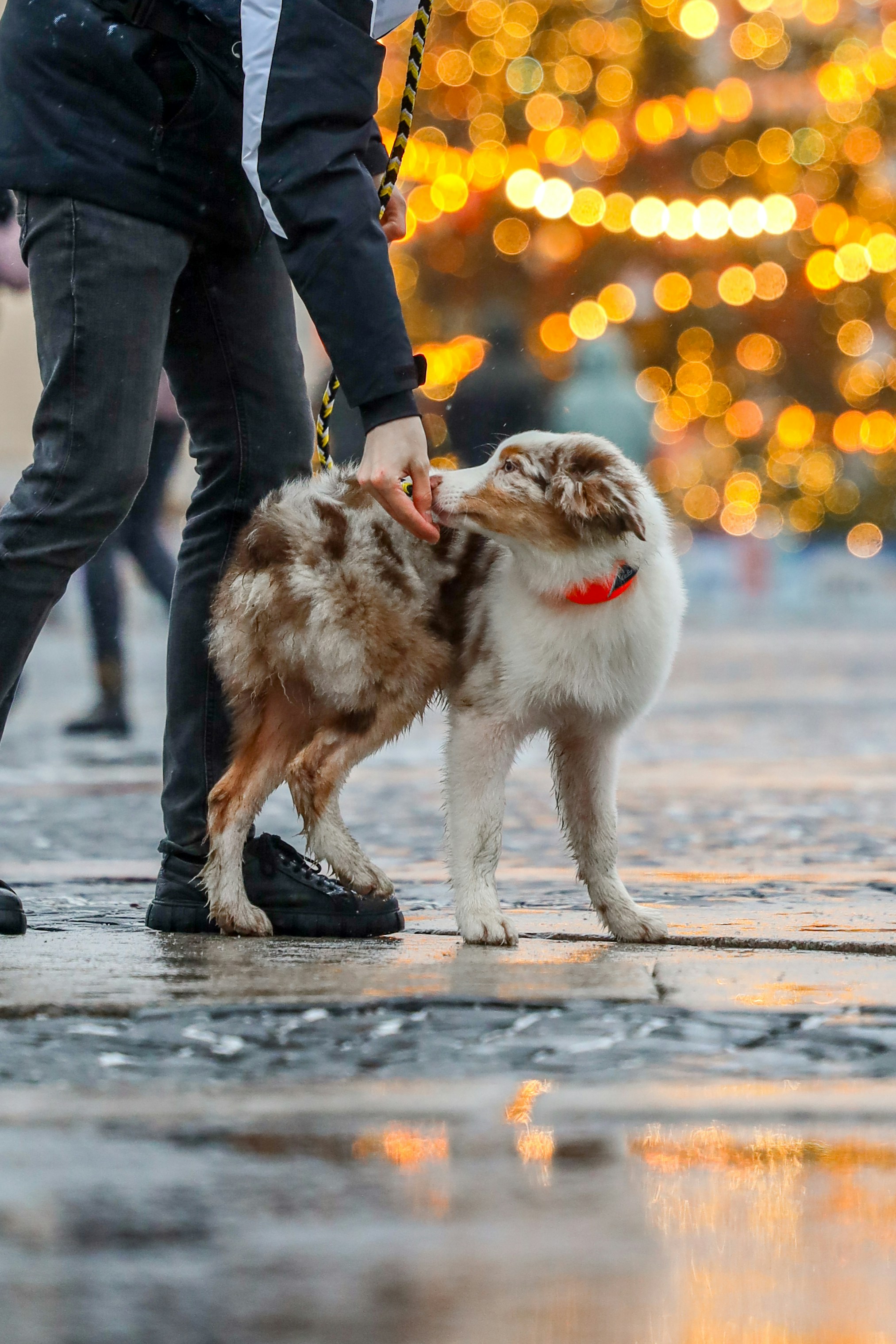 A person petting a dog with bokeh lights