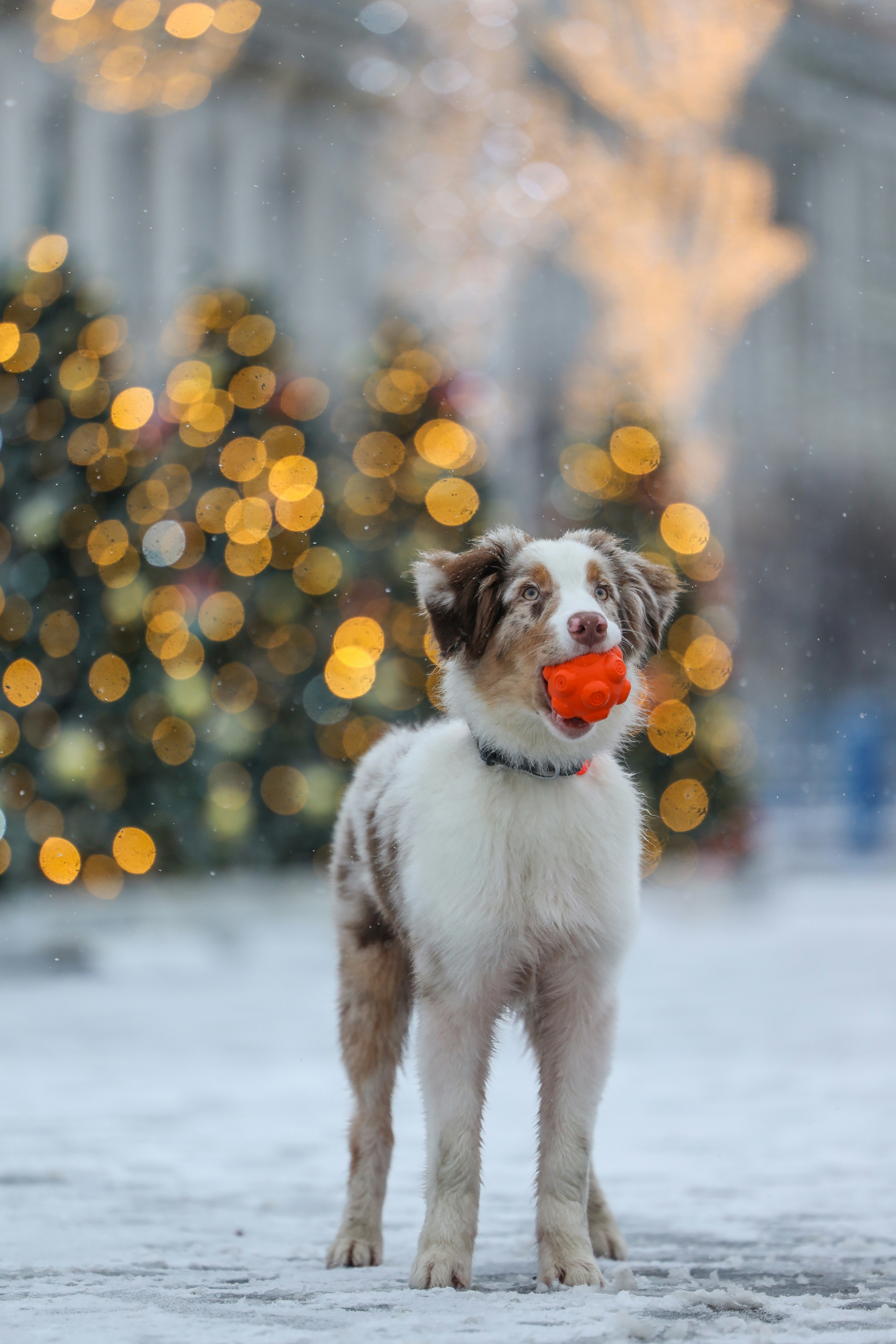 A happy dog holds an orange ball in its mouth.