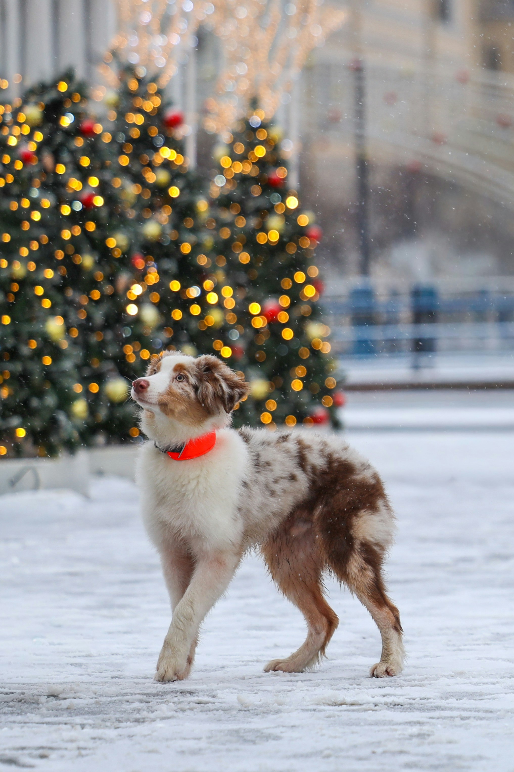 A dog in the snow with christmas trees